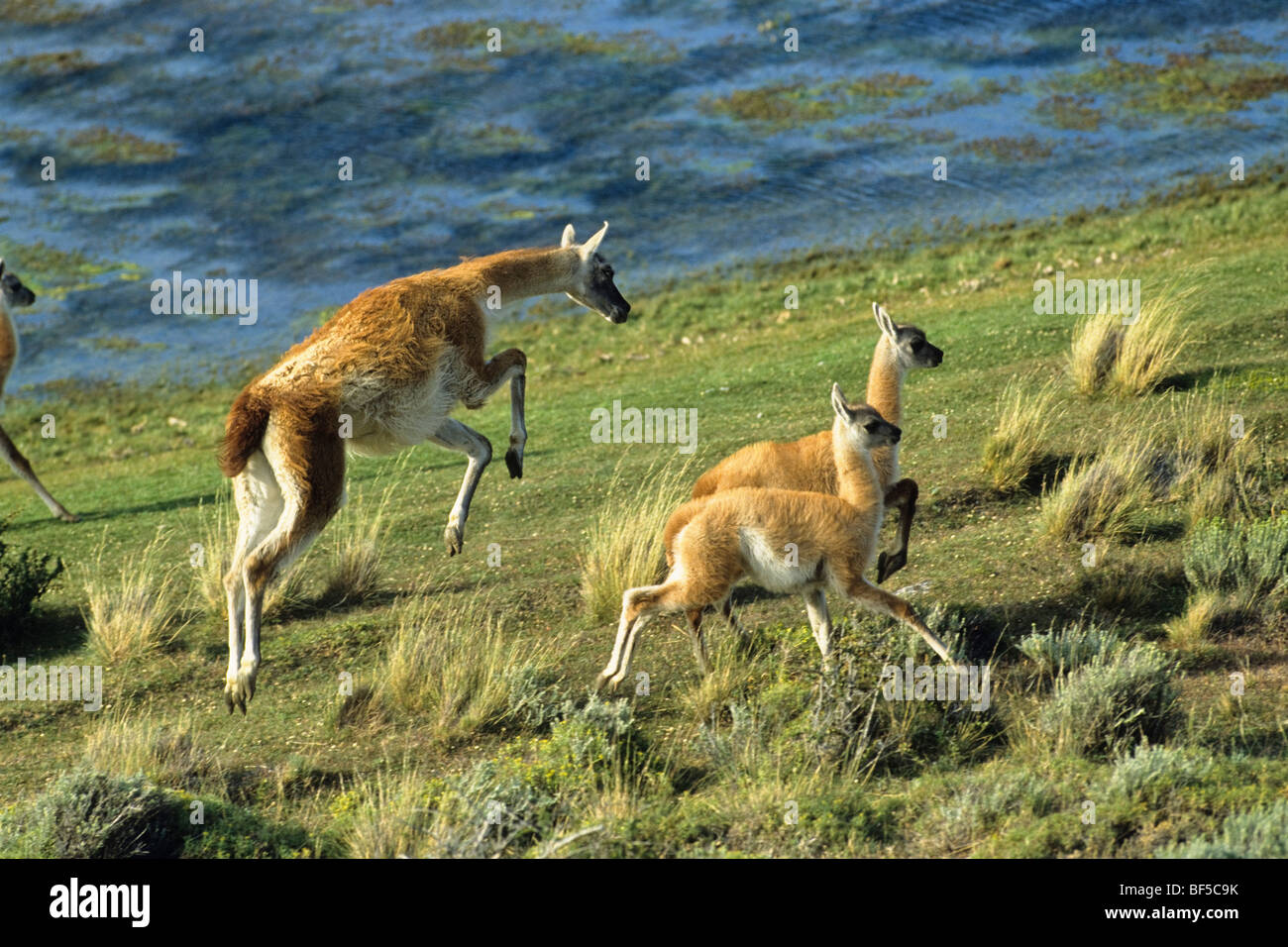 Guanaco (Lama guanicoe) with young, Torres del Paine National Park, Patagonia, Chile, South America Stock Photo