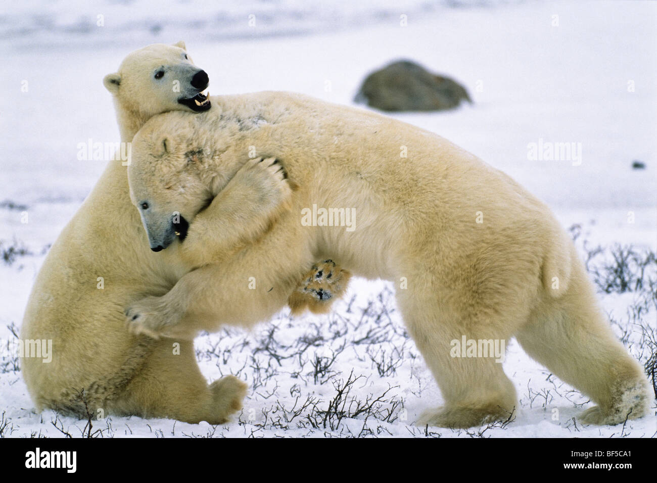 Polar Bears (Ursus maritimus) playing, hugging, Churchill, Canada Stock Photo