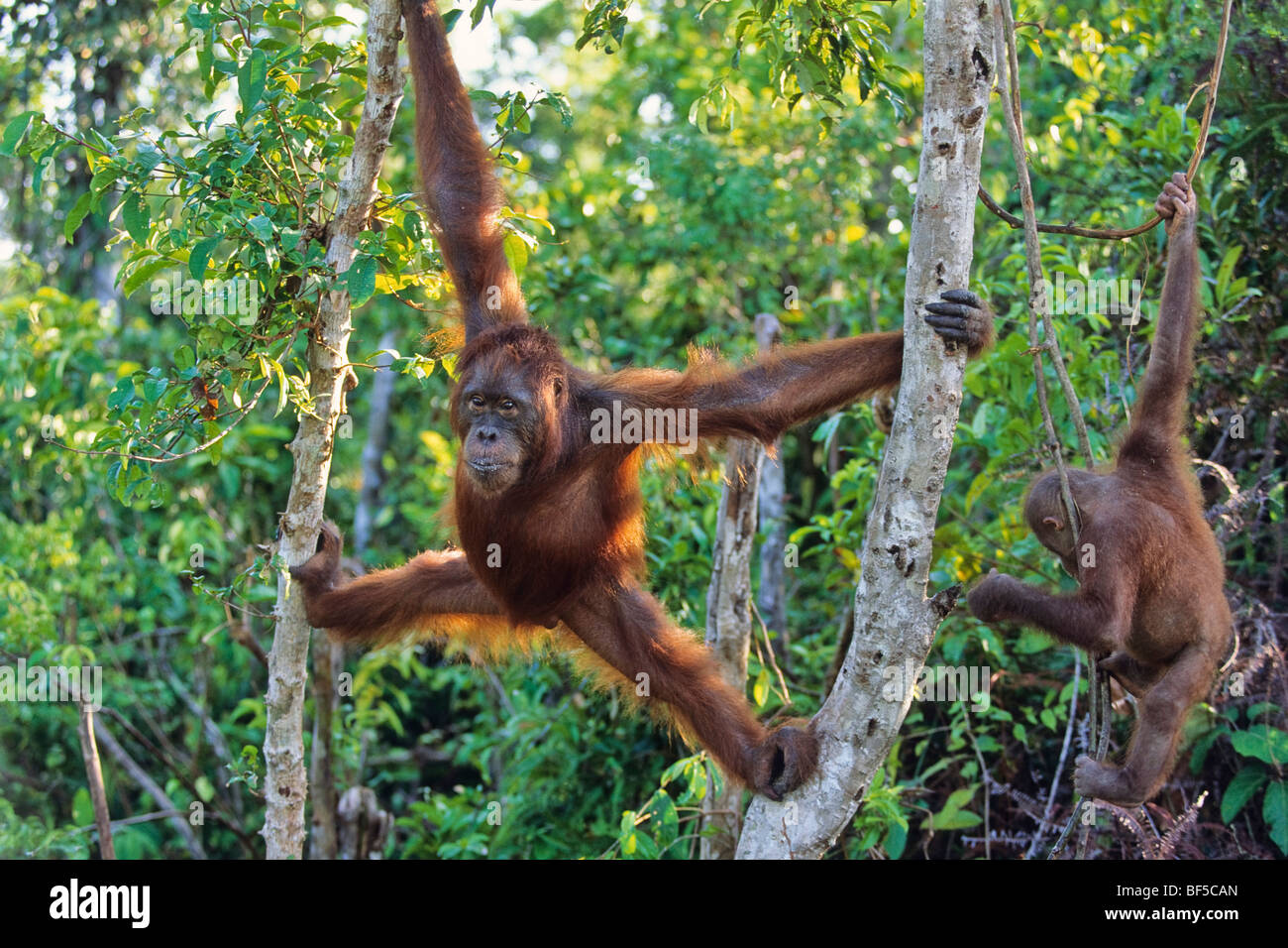Young Orang Utan (Pongo pygmaeus) in tree, Tanjung Puting National Park, Borneo, Asia Stock Photo