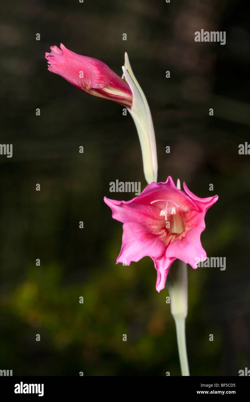 Wild Gladiolus (Gladiolus caryophyllaceus) Stock Photo