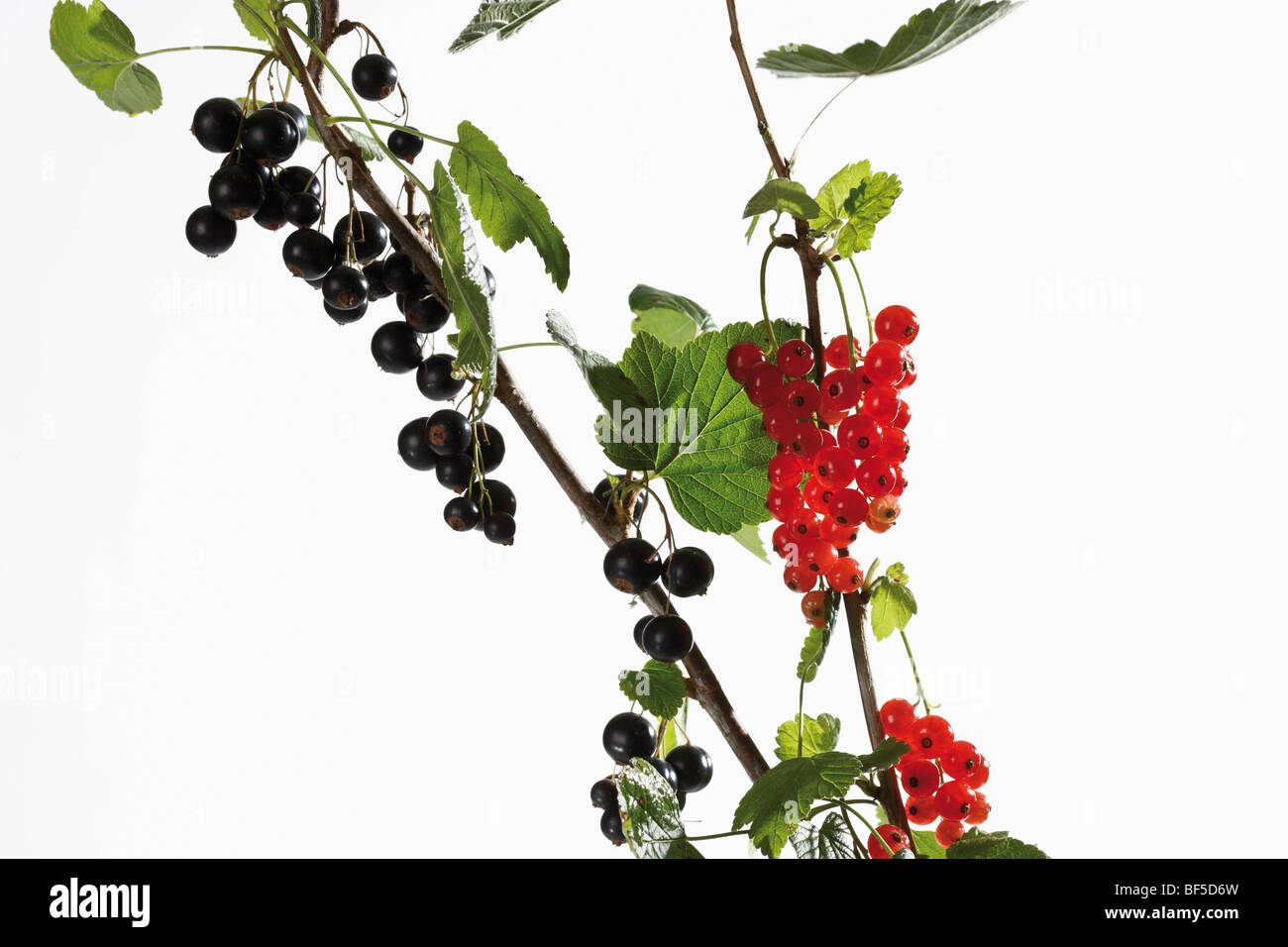 Red and black currants with leaves on a branch Stock Photo