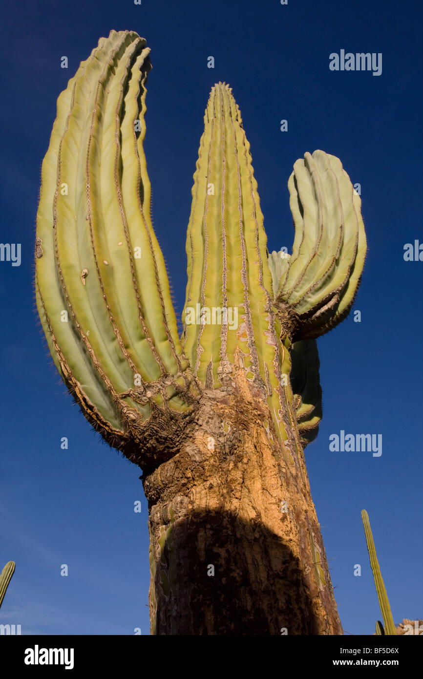 Giant Saguaro (Carnegiea gigantea), Baja California. Stock Photo