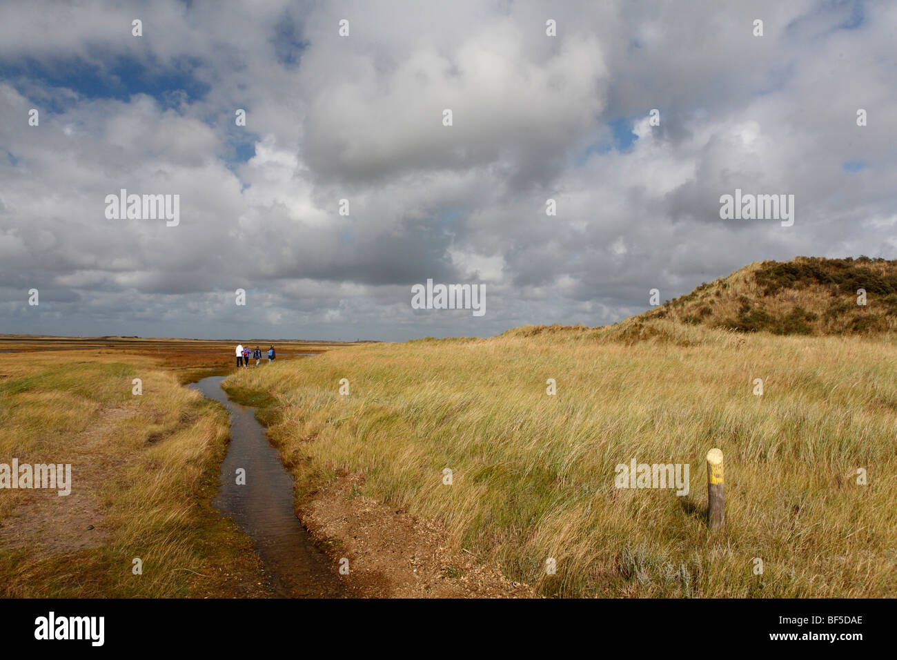 Salt marsh in De Slufter Nature Reserve, Texel, Holland, The Netherlands, Europe Stock Photo