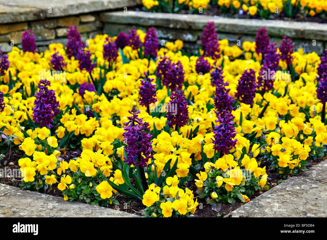 Viola 'Nature Yellow and Hyacinthus orientalis 'Woodstock' Stock Photo