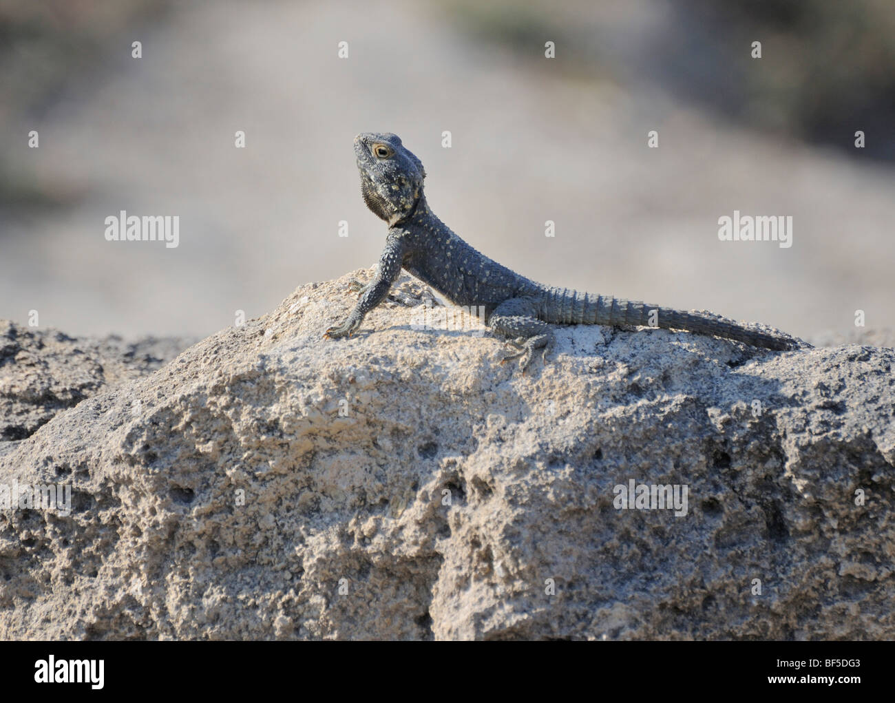 Agame (Agamidae), excavations of Kámiros, Rhodes, Greece, Europe Stock Photo