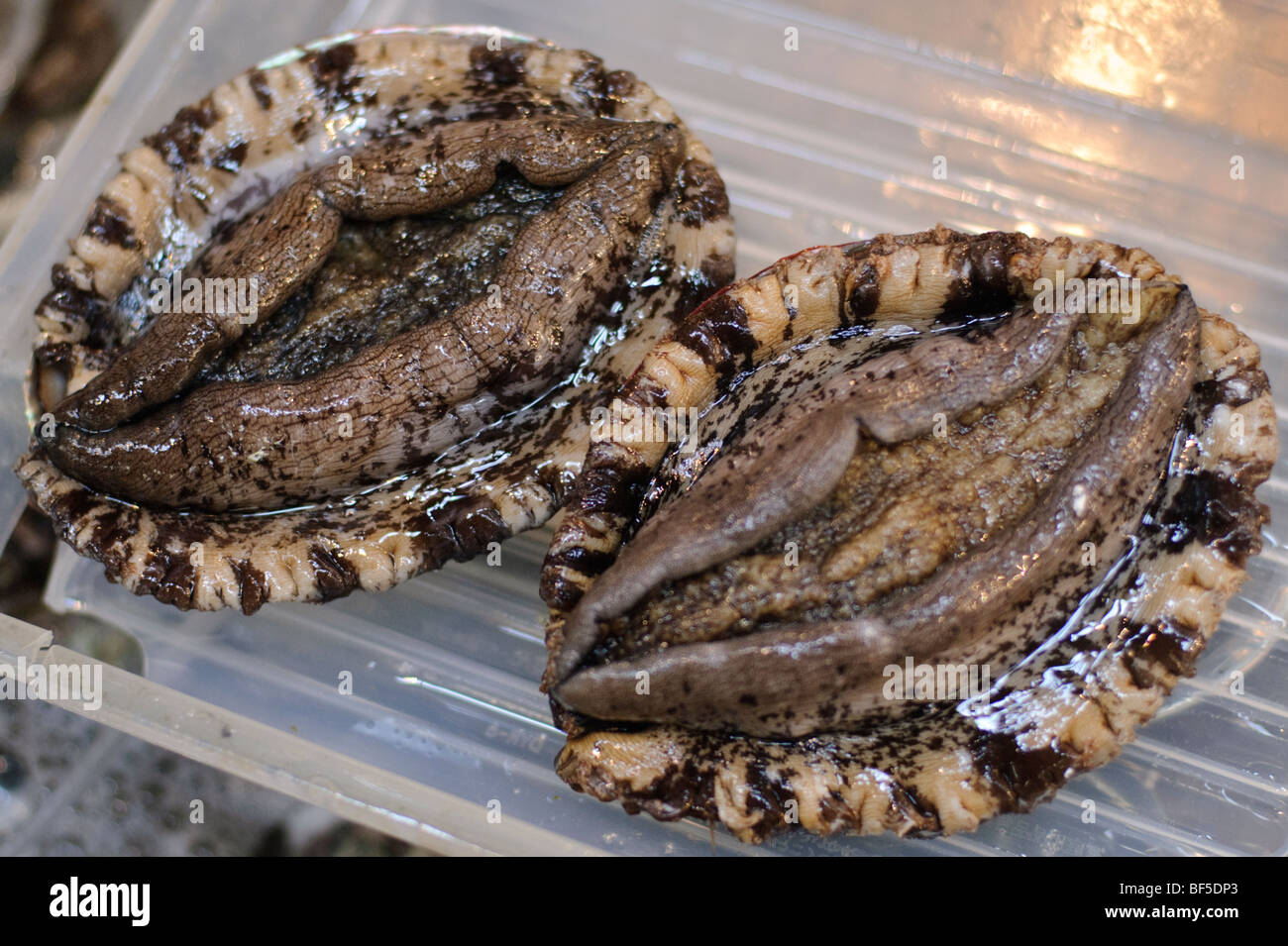 Shellfish, Tsukiji fish market, Tokyo, Japan, January 9 2007 Stock ...