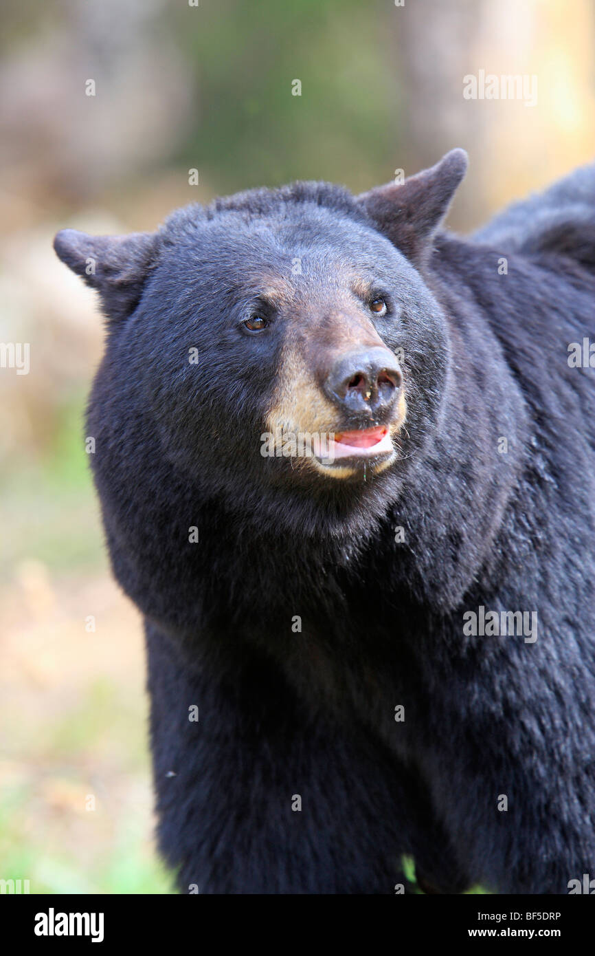 American Black Bear (Ursus americanus). Adult male, portrait. Stock Photo