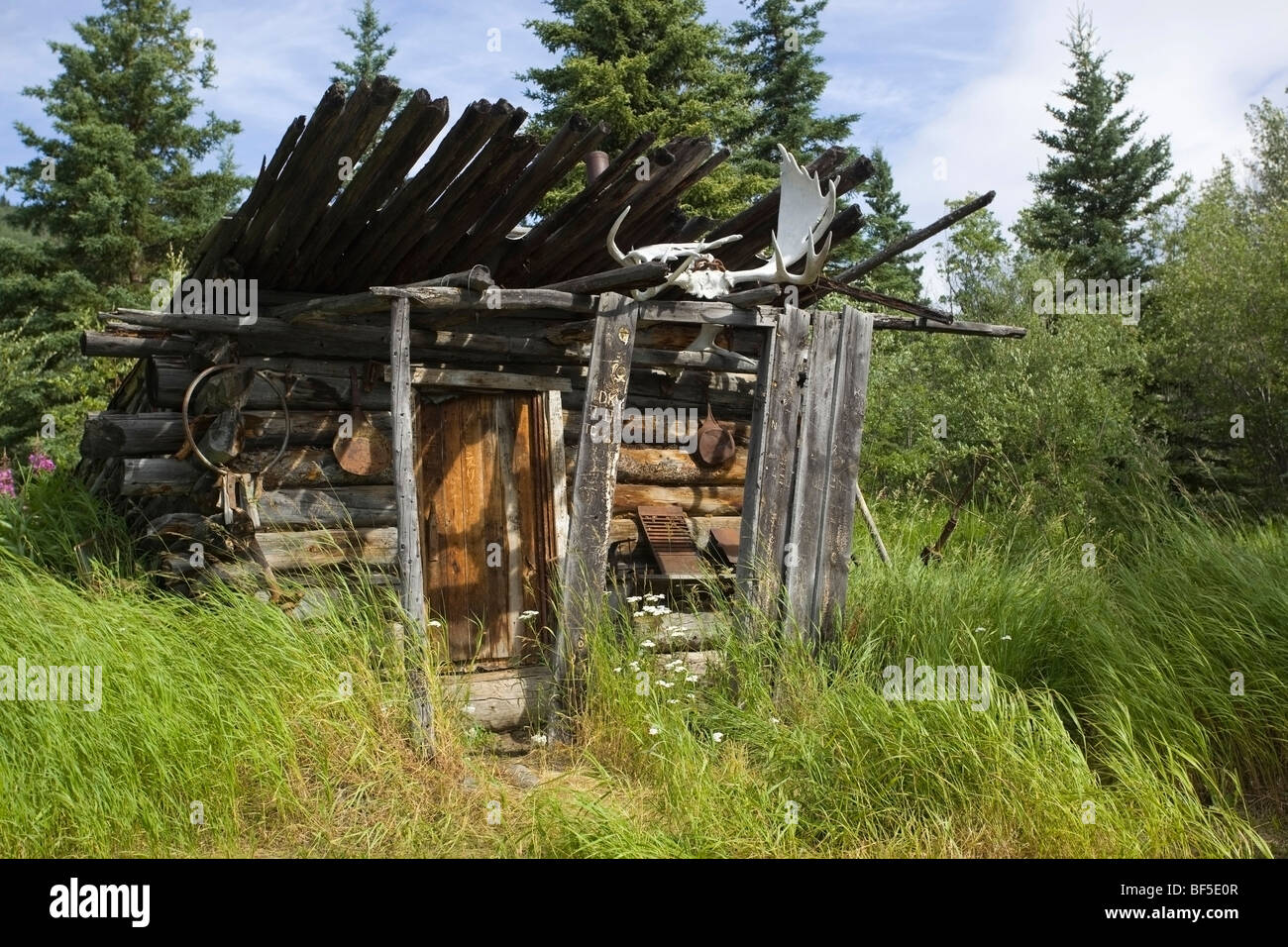 Old trapper's log cabin at Hootalinqua, moose antlers, confluence of