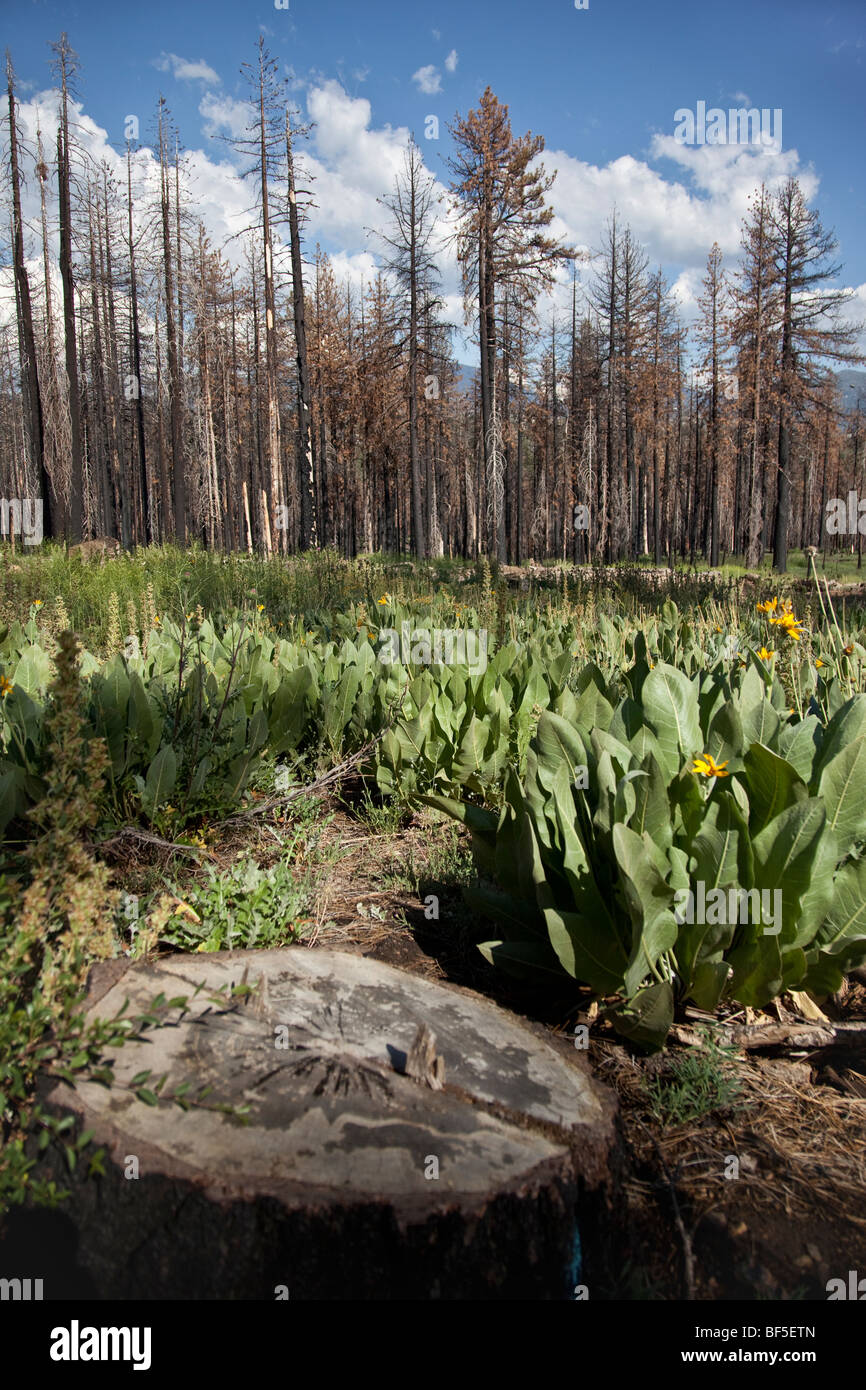 Wyethia mollis often grows in clearings in pine communities in the Sierras. Stock Photo