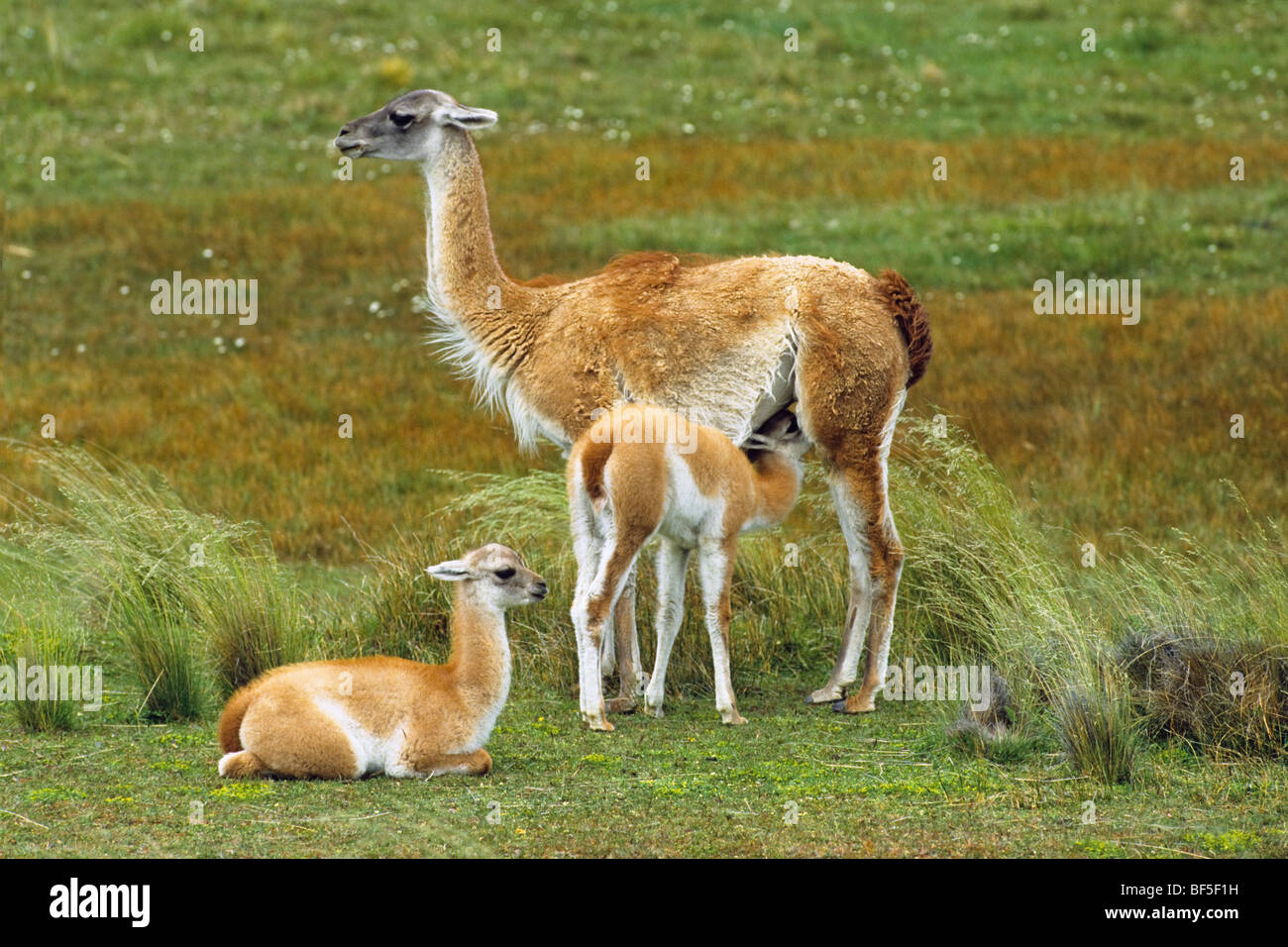 Guanacos (Lama guanicoe) with young, Torres del Paine National Park, Patagonia, Chile, South America Stock Photo