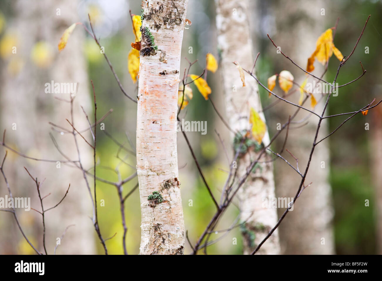 Silver birch trunk Stock Photo