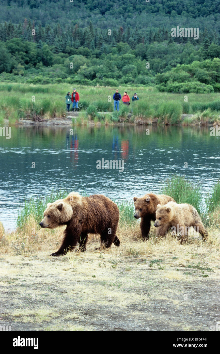 Brown Bear, Grizzly-Bear (Ursus arctos), female with cubs, tourists, Katmai National Park, Alaska, USA Stock Photo