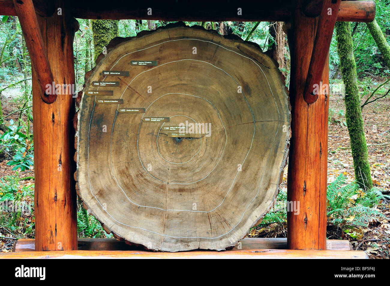 Muir Woods National Monument, California, USA - section of coastal redwood  tree showing significant dates in history Stock Photo - Alamy