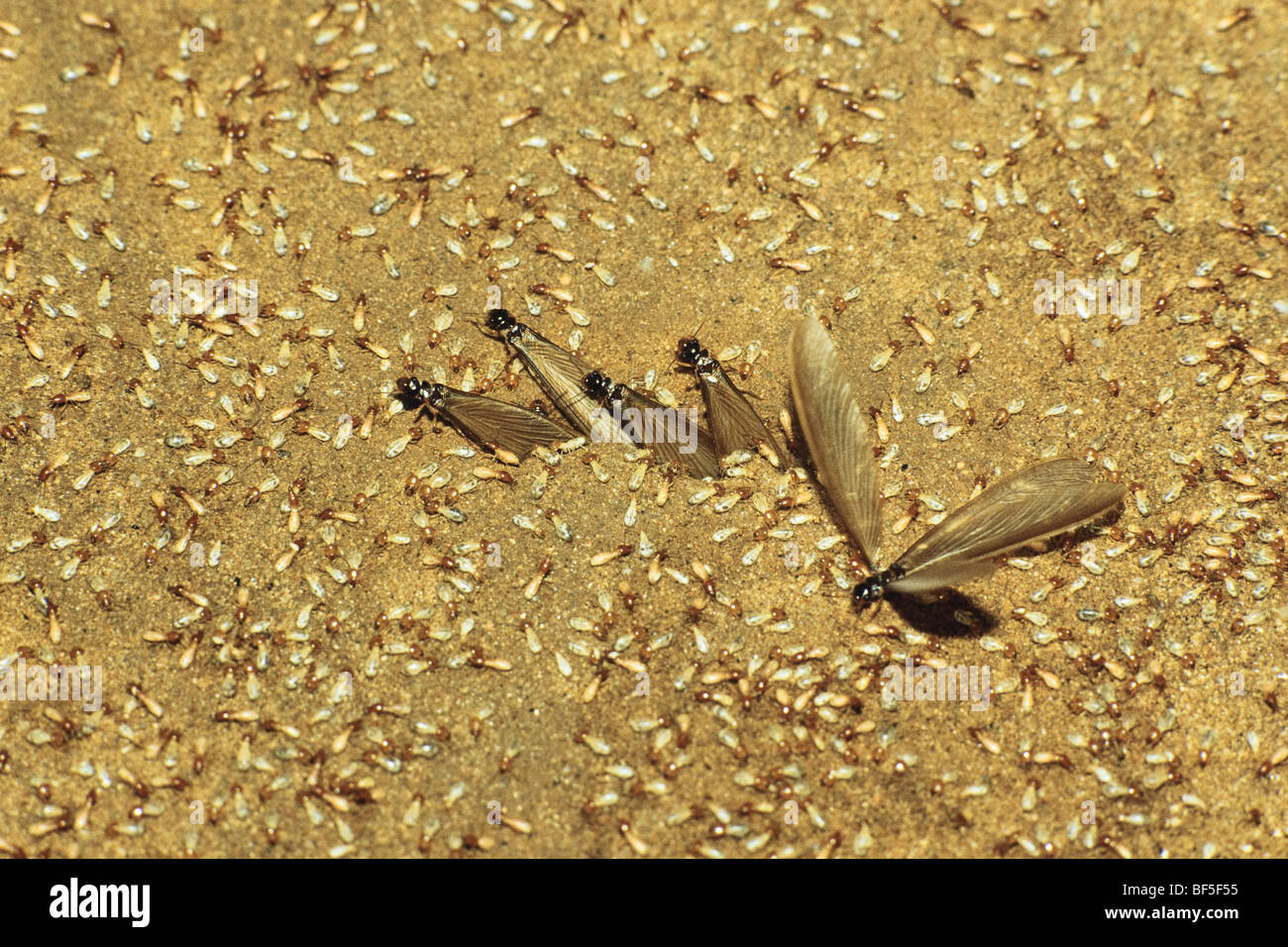 Termites (Isoptera) swarming, rainforest, South India, Asia Stock Photo
