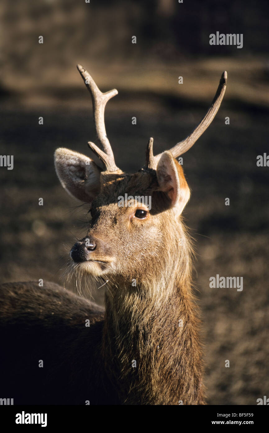 Barasingha (Cervus duvaceli), male, India, Asia Stock Photo