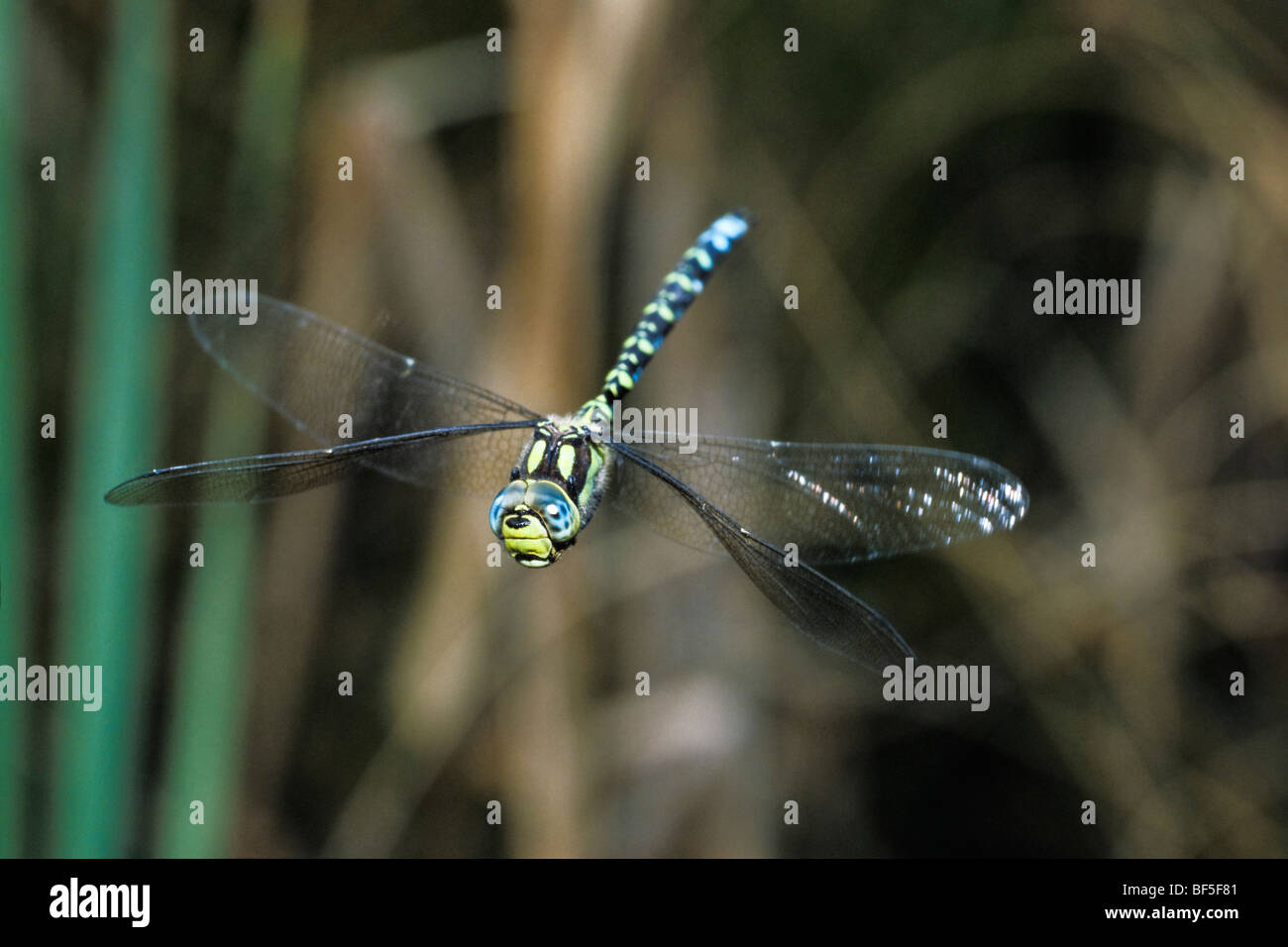 Dragonfly (Aeshna cyanea) hovering Stock Photo