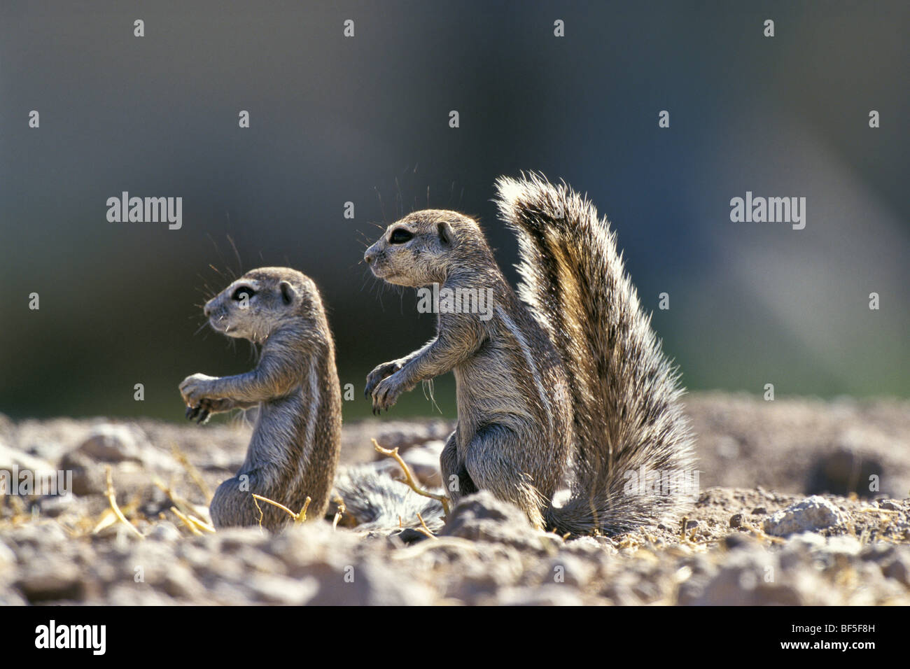Cape Ground Squirrels (Xerus inauris), Namibia, Africa Stock Photo