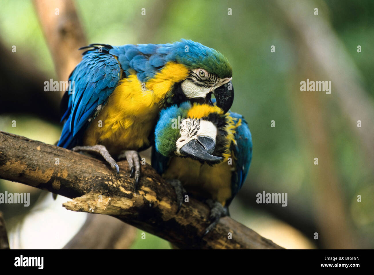 Blue-and-yellow Macaws (Ara ararauna), pair grooming, South America Stock Photo