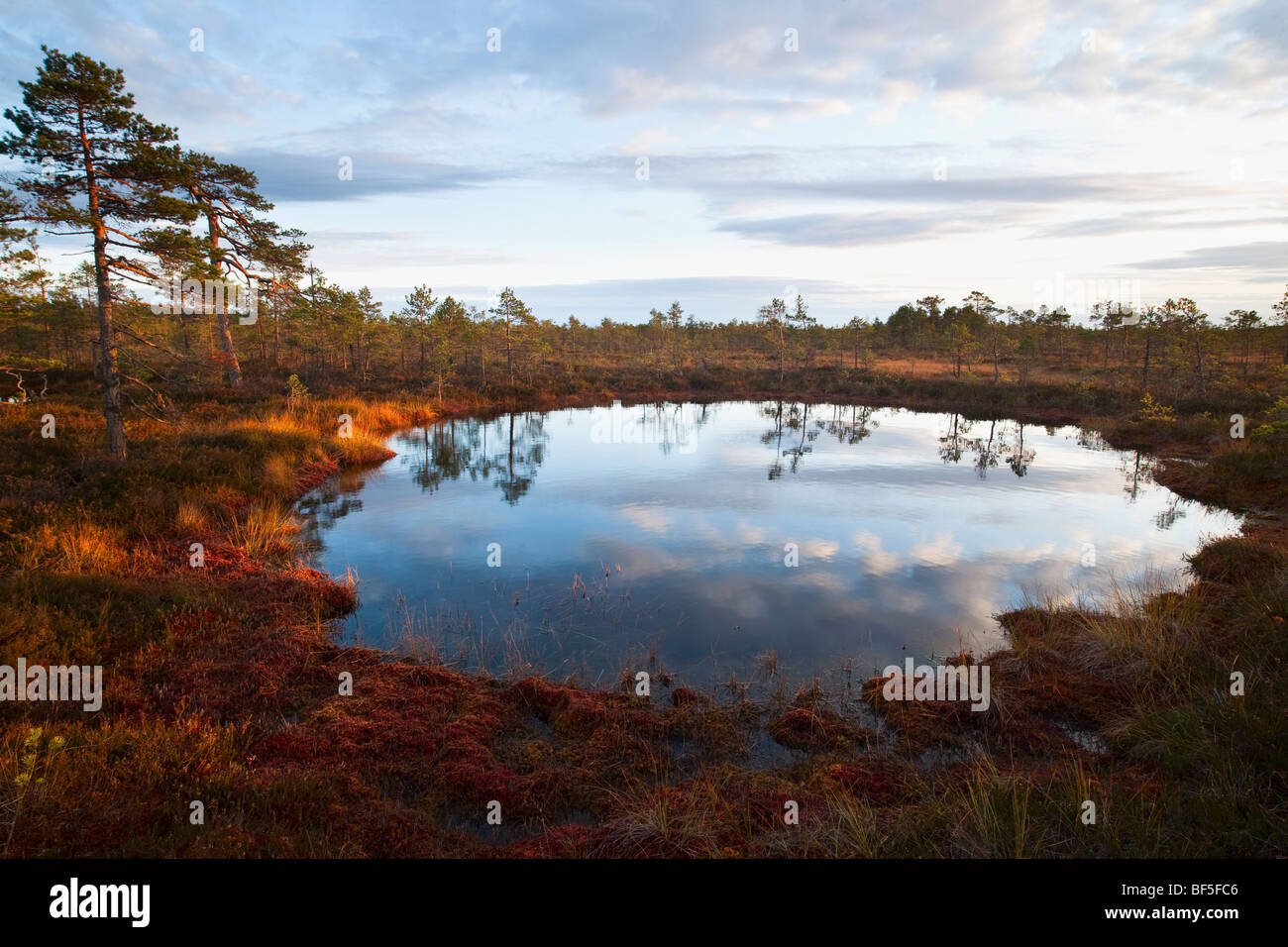 P sylvestris hi-res stock photography and images - Alamy