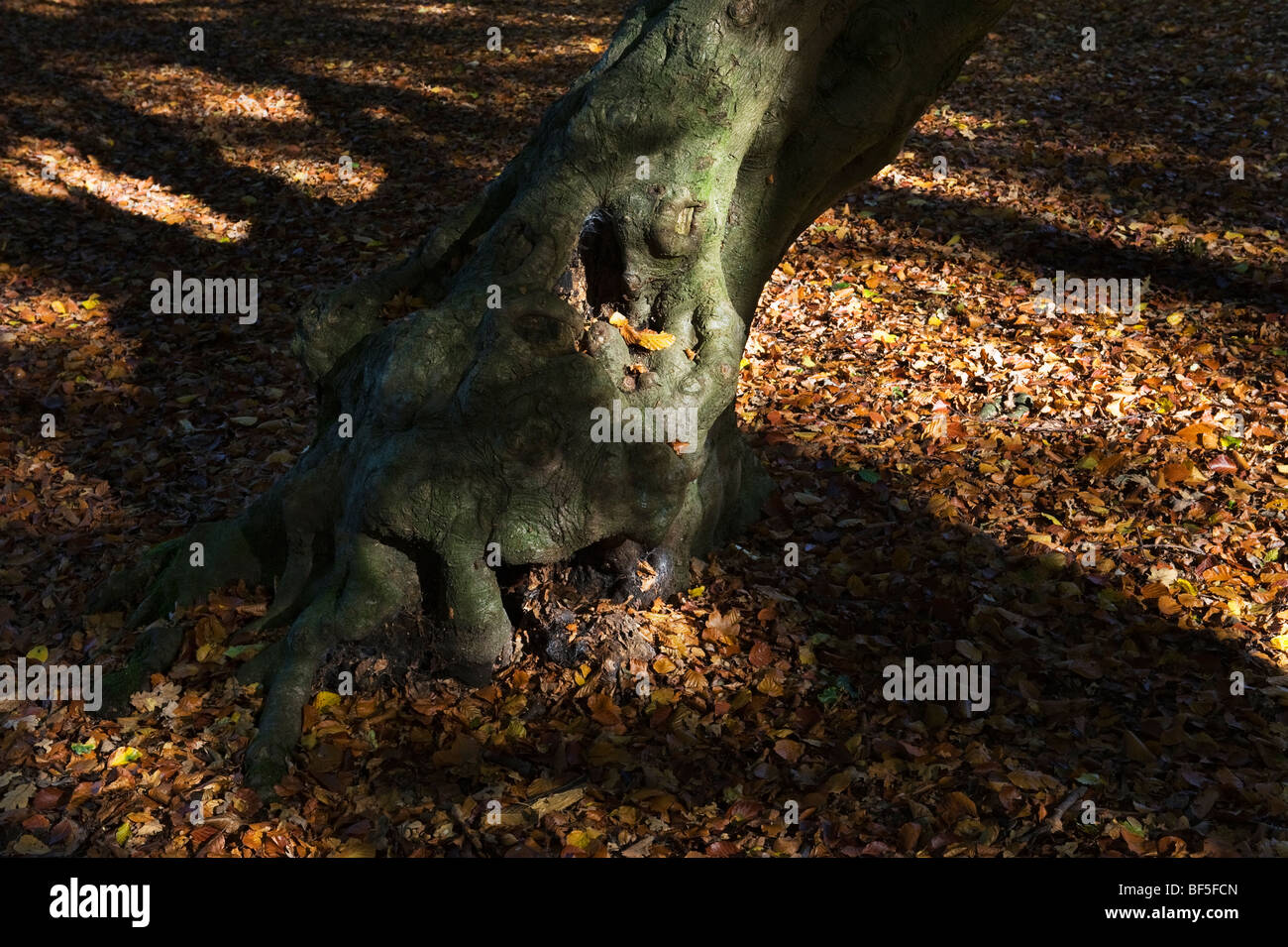 dappled sunlight on a beech tree and autumn leaves in a Chiltern woodland Buckinghamshire UK Stock Photo