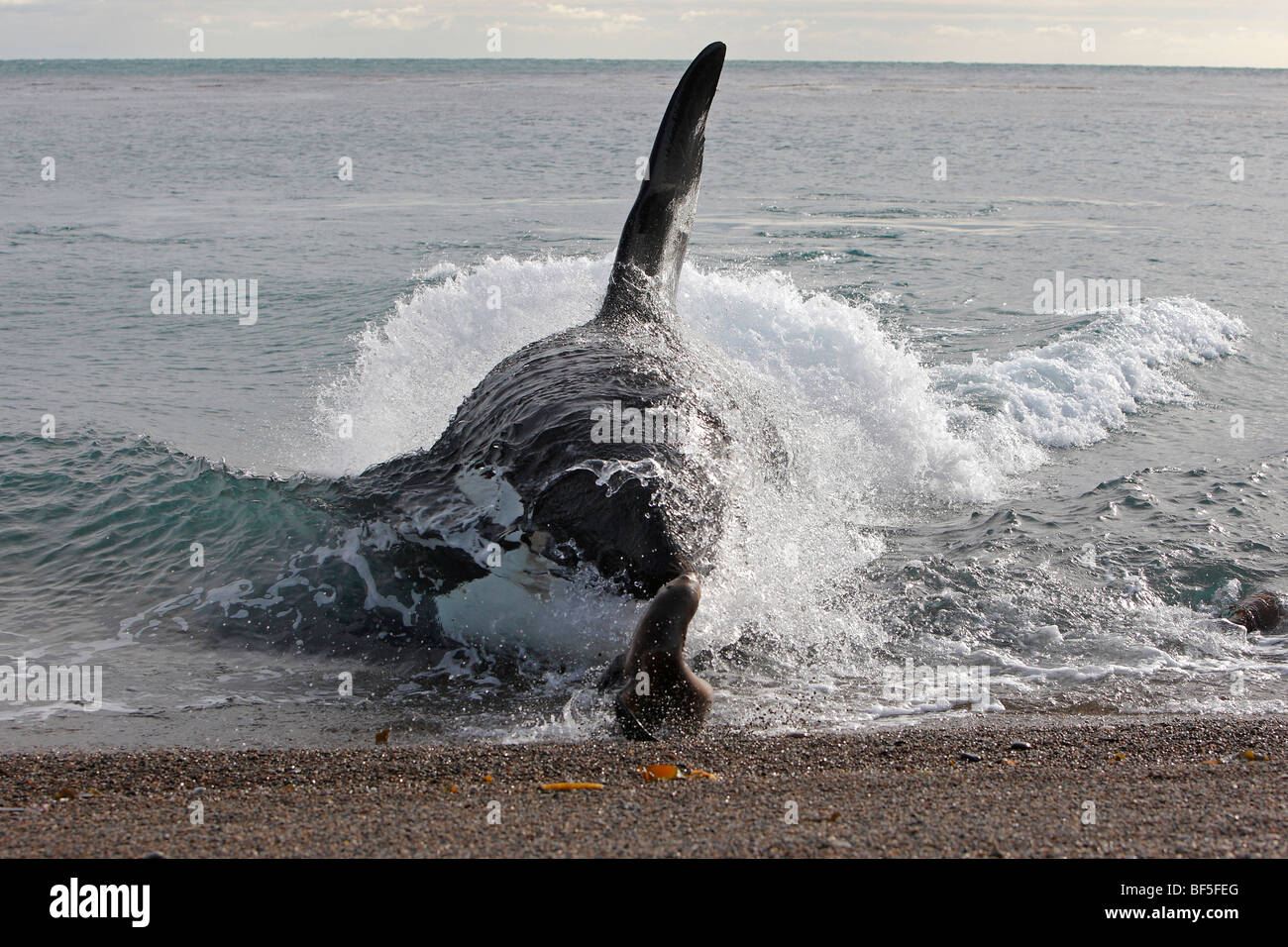 Orca Whale (Orcinus orca). Male attacking a young Southern Sea Lion (Otaria flavescens, Otaria byronia) on the beach. Stock Photo