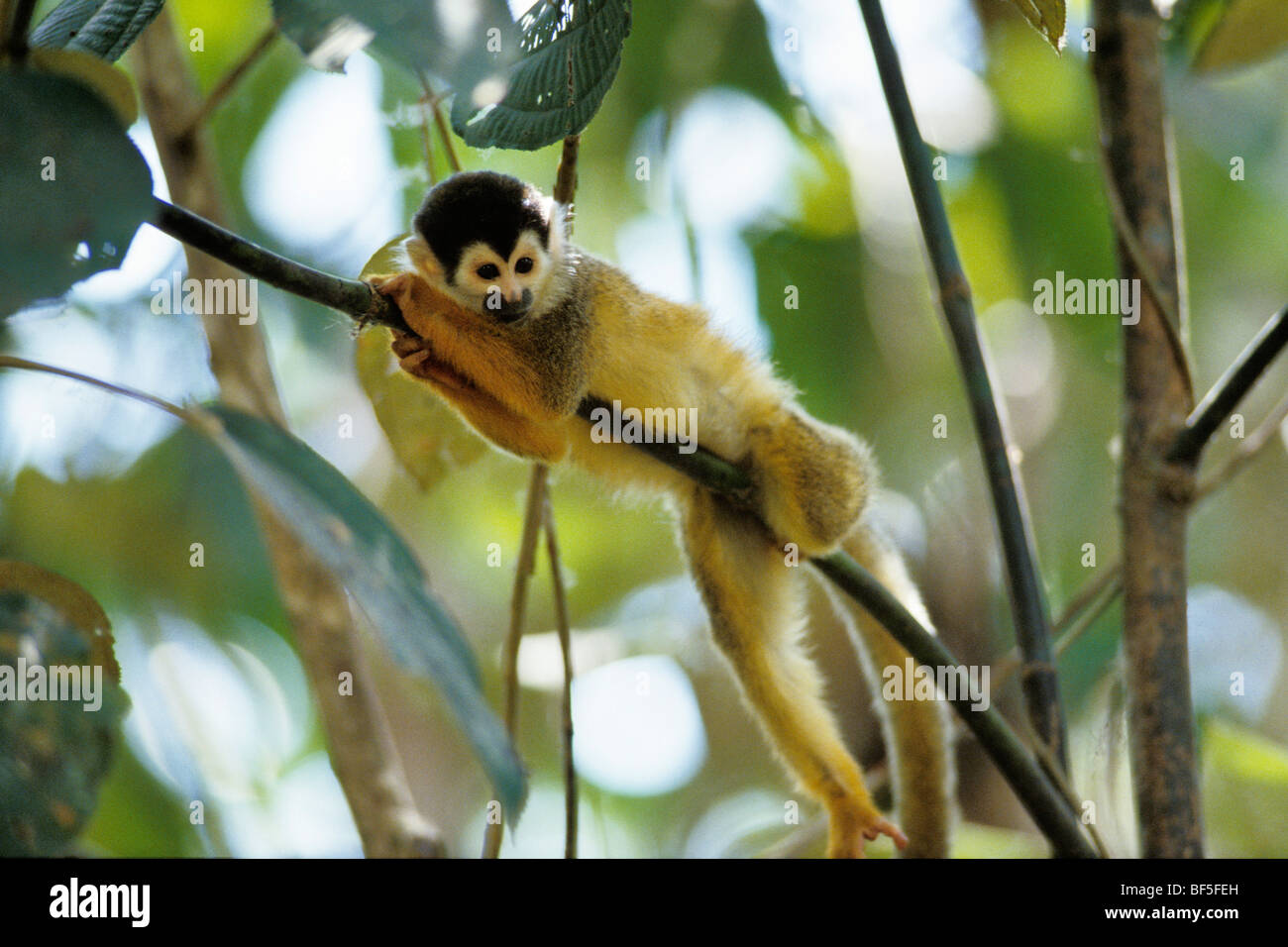 Squirrel-monkey (Saimiri oerstedi), Manuel Antonio National Park, Costa Rica, Central America Stock Photo