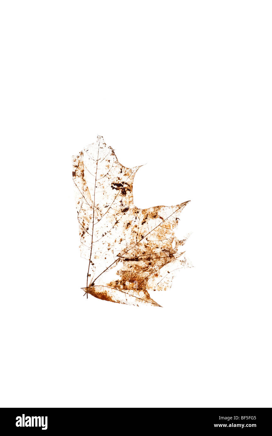 Decomposed maple leaf against white background Stock Photo