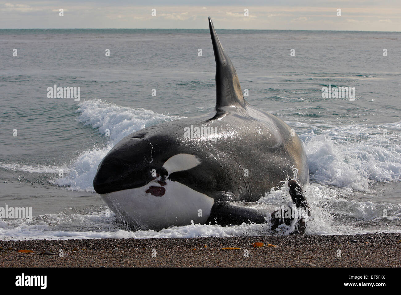 Orca Whale (Orcinus orca). Male attacking a young Southern Sea Lion (Otaria flavescens, Otaria byronia) on the beach Stock Photo