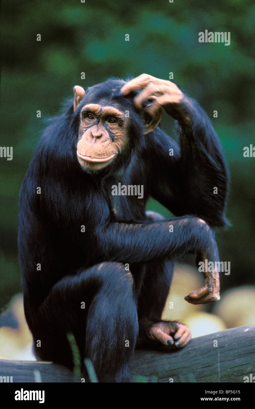 Chimpanzee (Pan troglodytes) scratching its head, Africa Stock Photo
