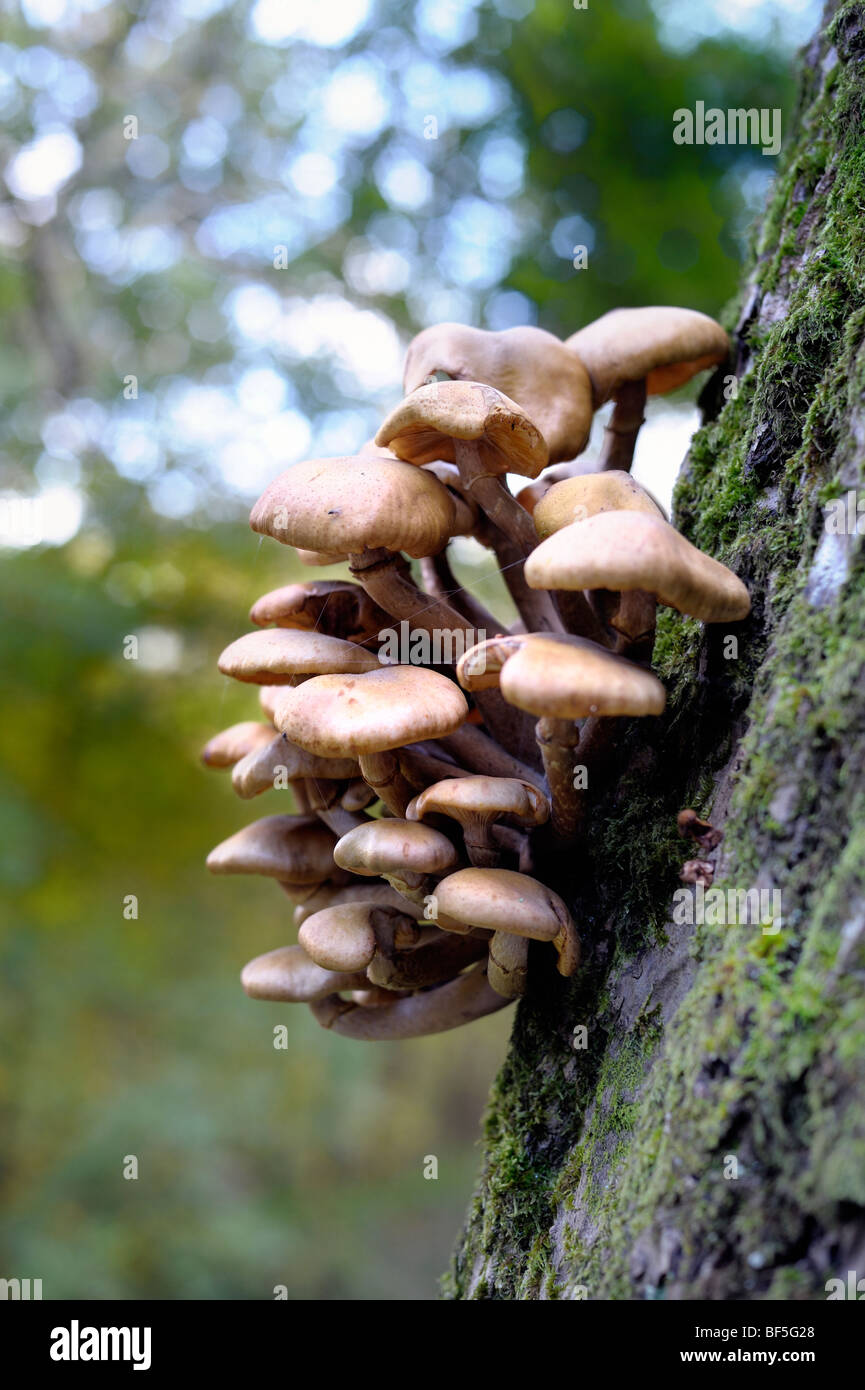 Mushrooms growing out of an old tree trunk Stock Photo