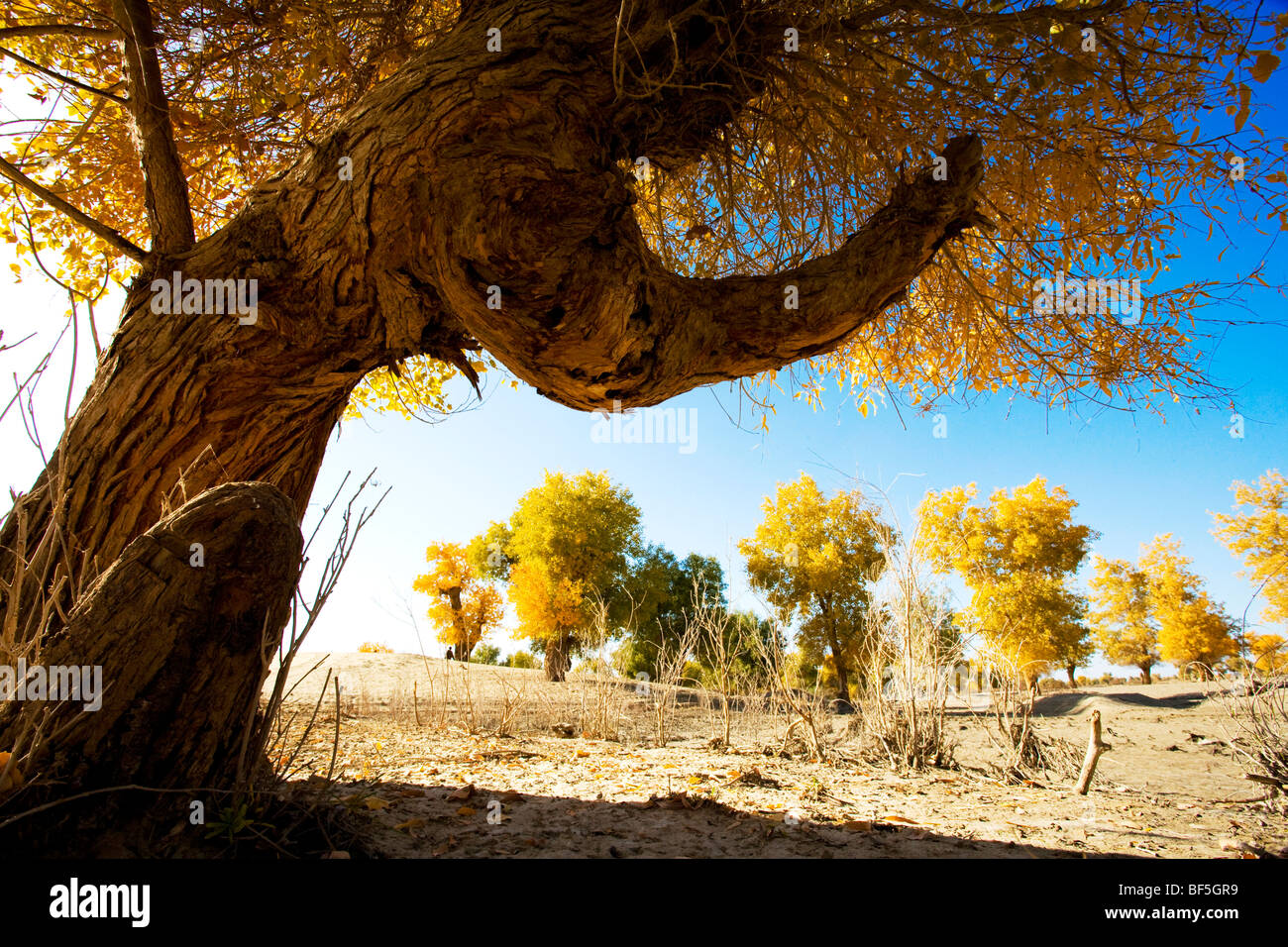 tarim-euphrates-poplar-national-nature-reserve-xinjiang-uyghur