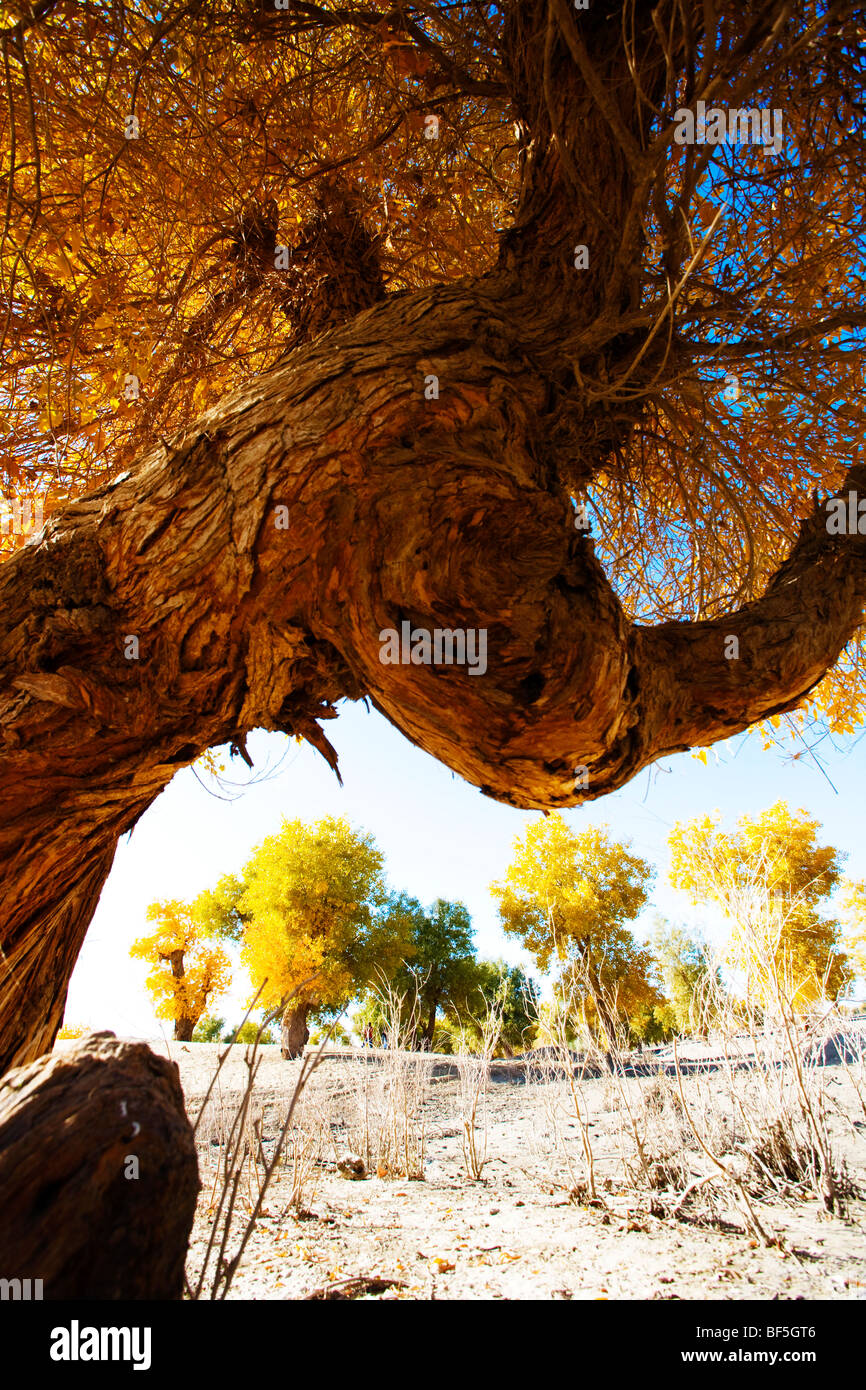 tarim-euphrates-poplar-national-nature-reserve-xinjiang-uyghur