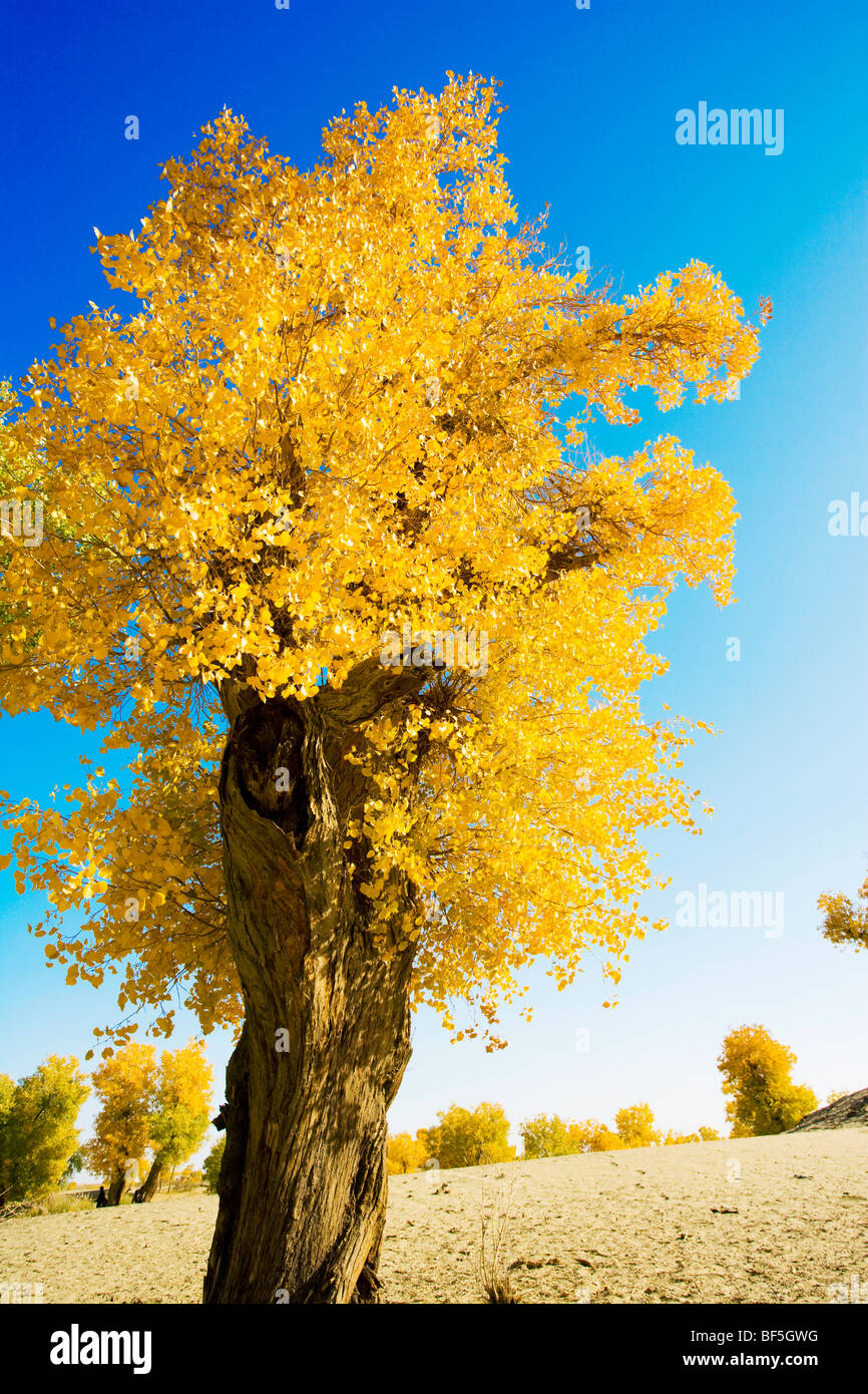 tarim-euphrates-poplar-national-nature-reserve-xinjiang-uyghur