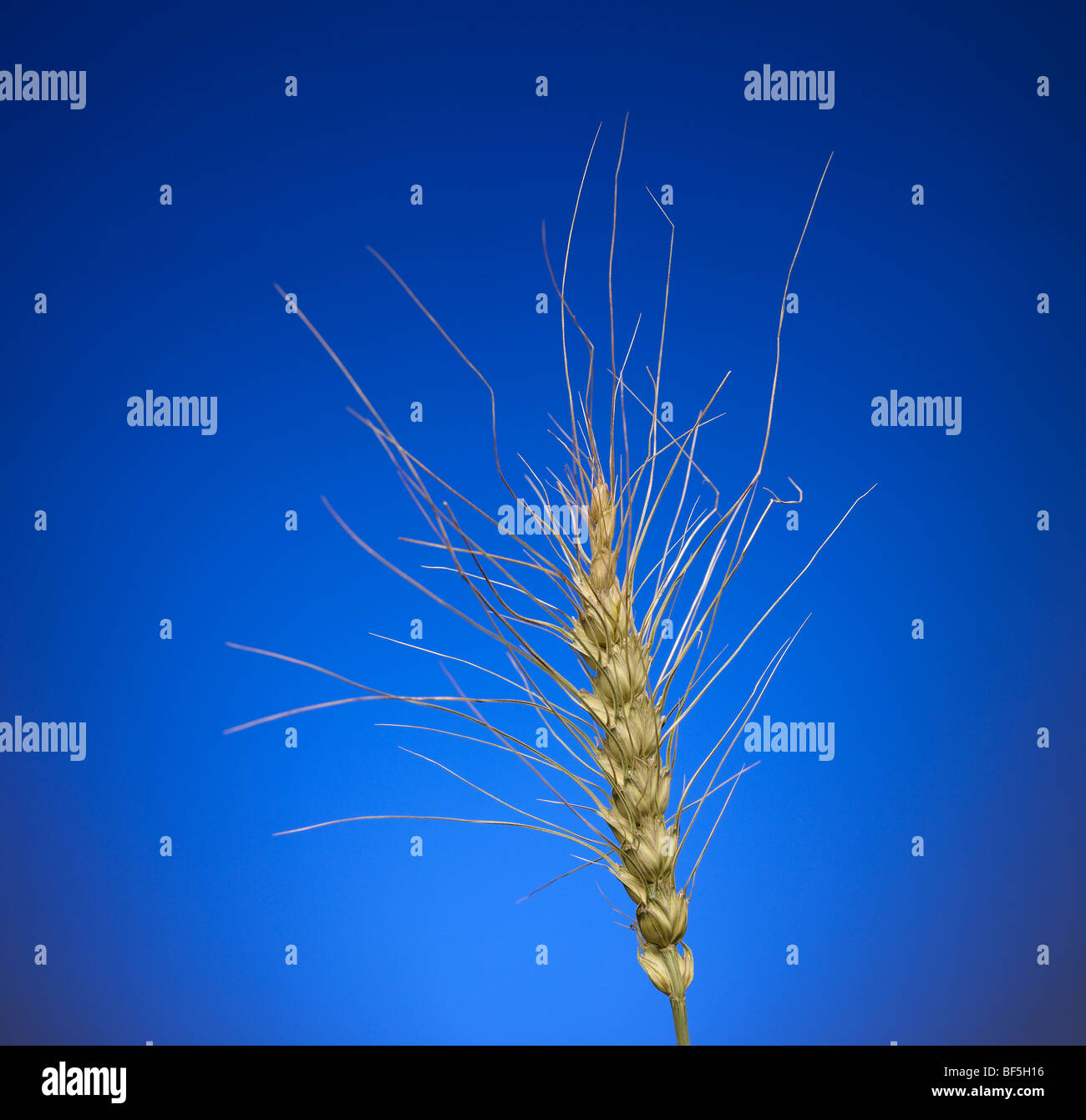 Wheat Grass Stock Photo