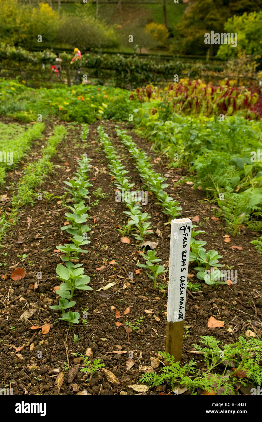 Field beans sown as a green manure to improve soil fertility at