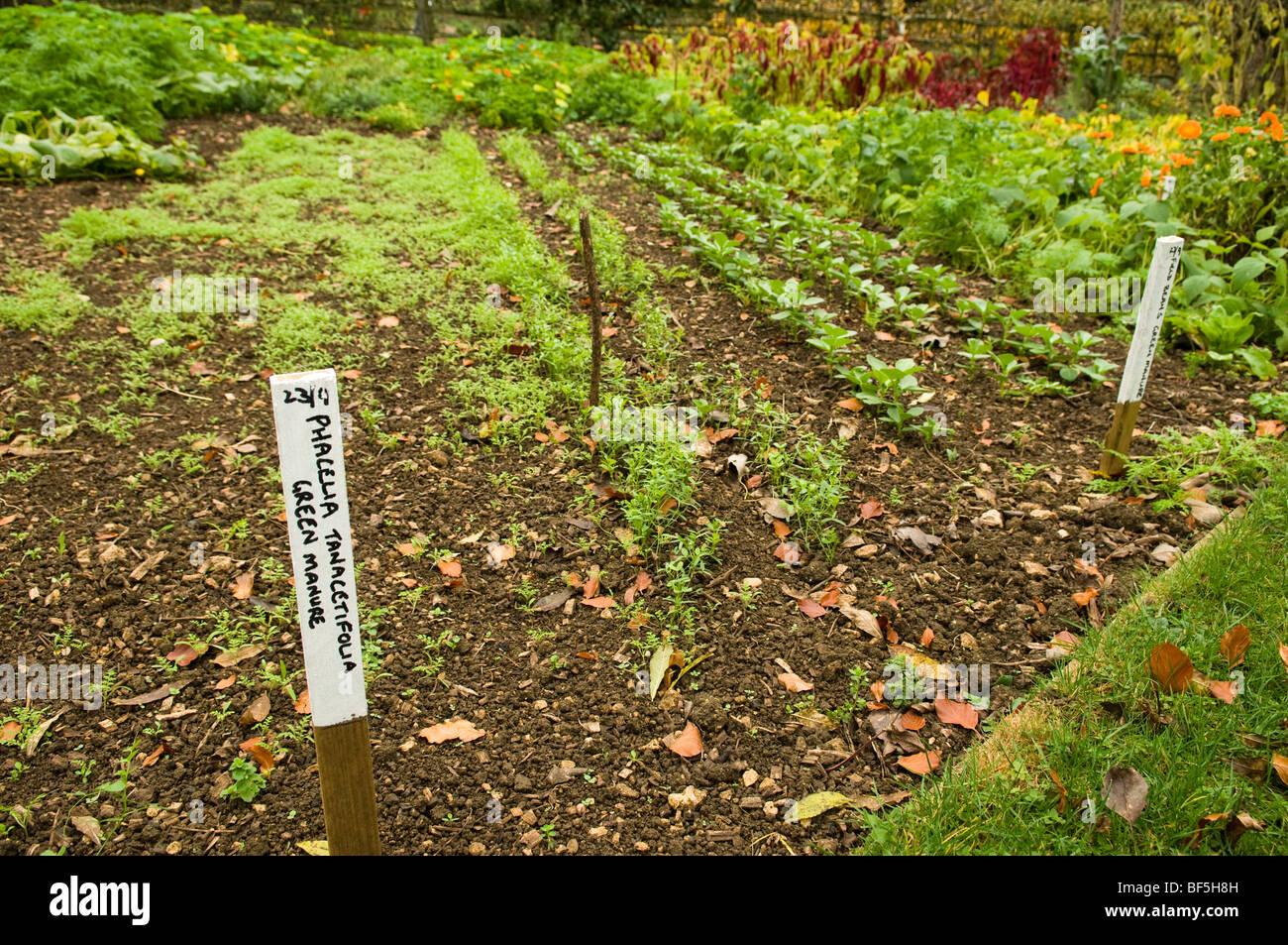 Green manure hires stock photography and images Alamy