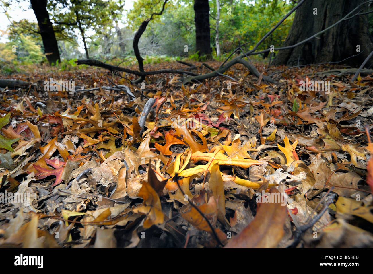 Fallen Leaves On And Autumn Forest Floor Stock Photo Alamy