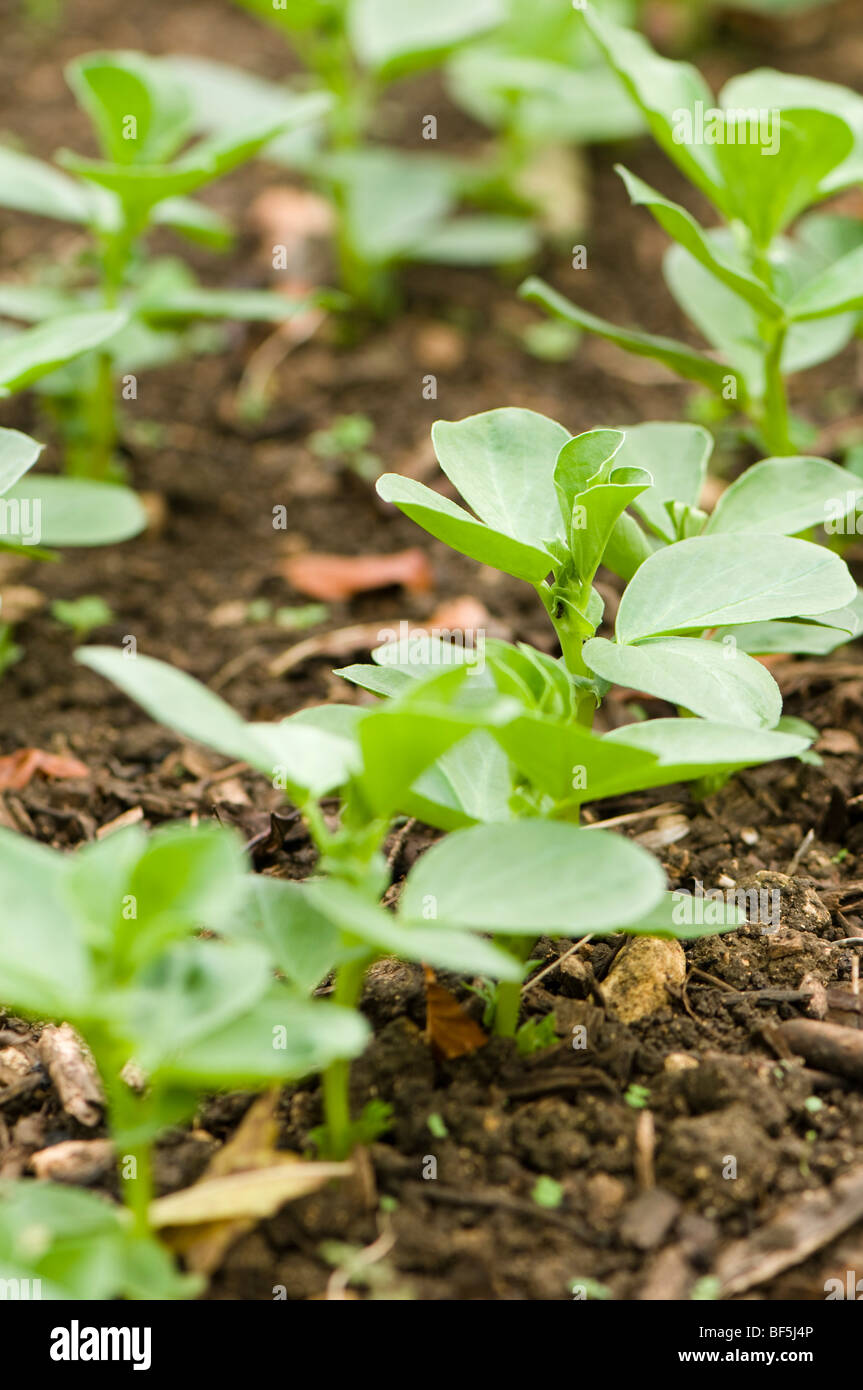 Field beans manure hires stock photography and images Alamy