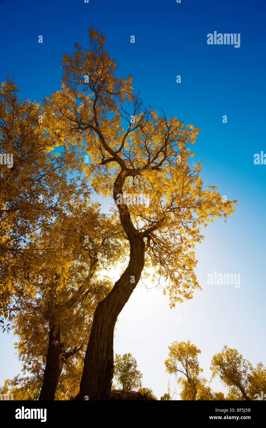 tarim-euphrates-poplar-national-nature-reserve-xinjiang-uyghur
