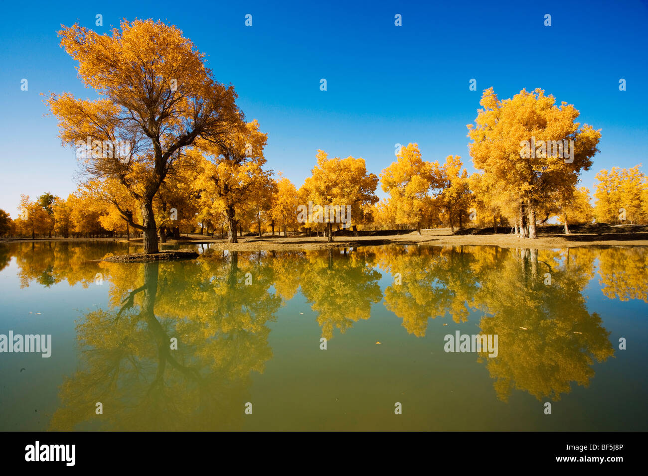 tarim-euphrates-poplar-national-nature-reserve-xinjiang-uyghur
