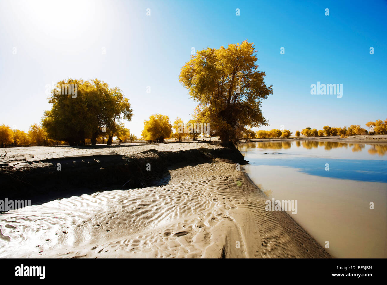 Tarim Euphrates Poplar National Nature Reserve, Xinjiang Uyghur Autonomous Region, China Stock Photo