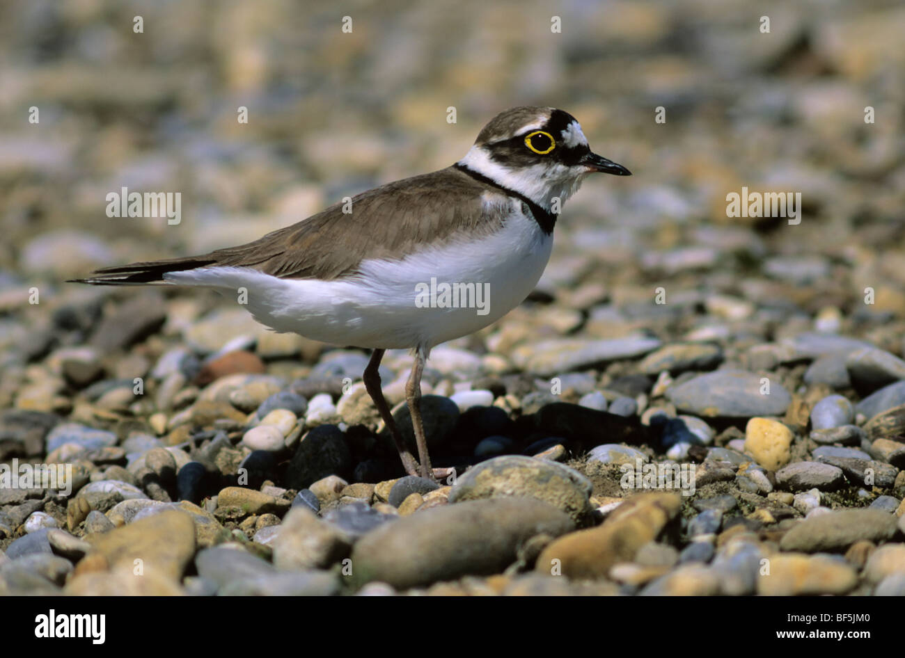 Little Ringed Plover (Charadrius dubius) in the breeding territory Stock Photo