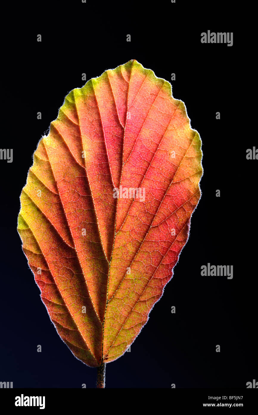 Witch Hazel (Hamamelis sp.) leaf, Autumn-coloured and backlit Stock Photo