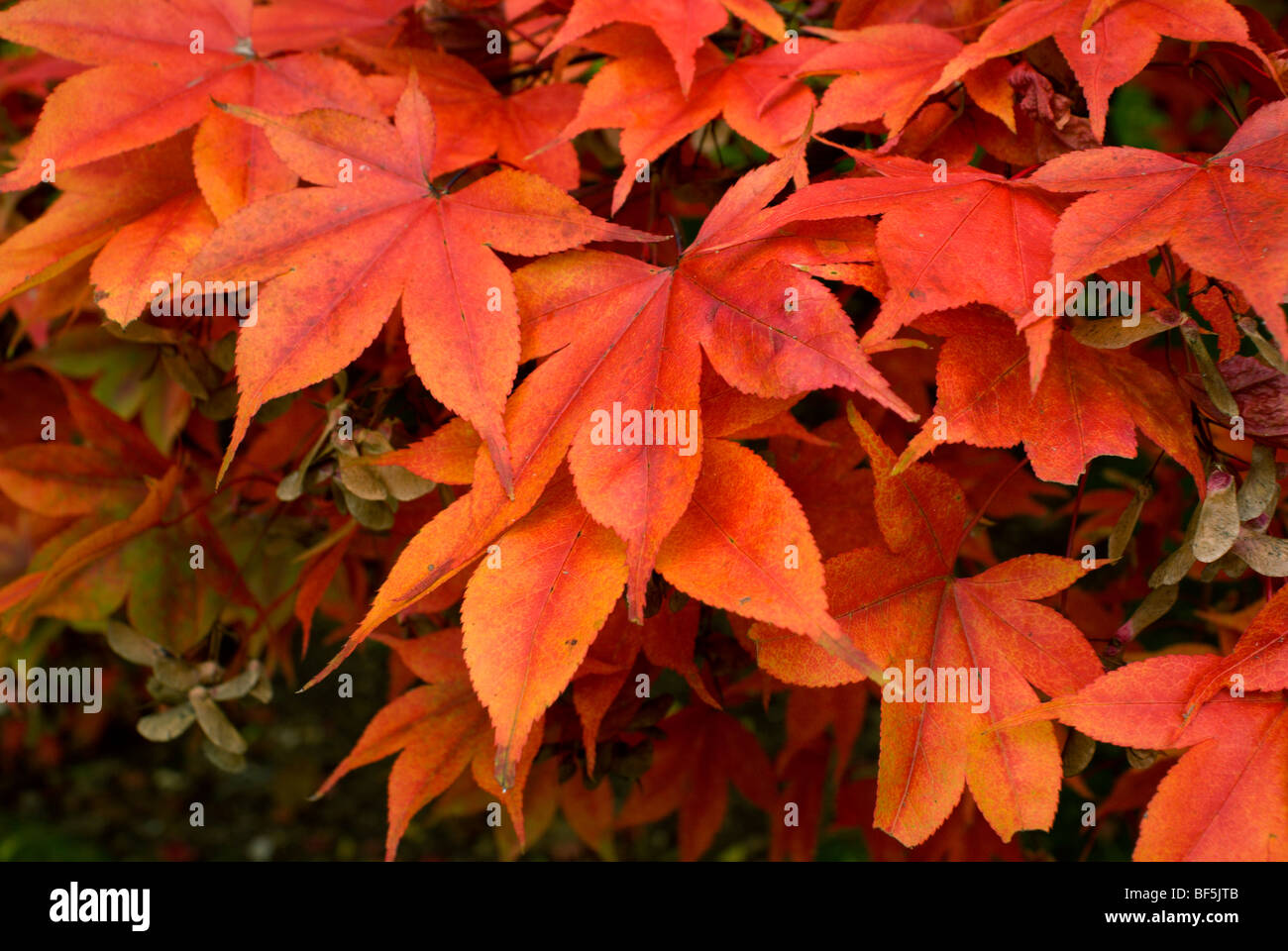 close up of autumnal acer leaves botanic gardens victoria park bath somerset england Stock Photo