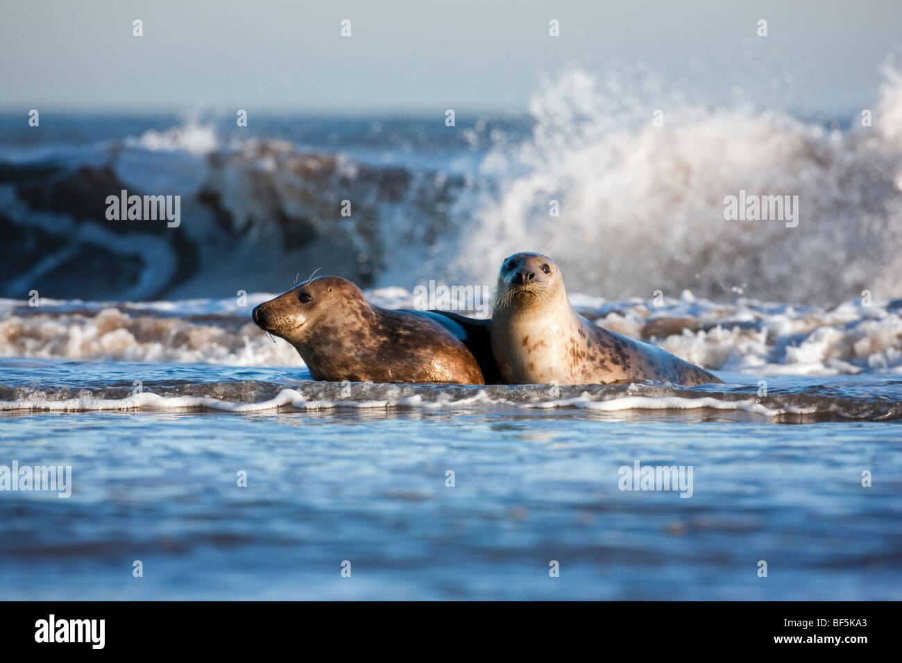 Halichoerus grypus young grey seal pair frolicking in the waves Stock Photo