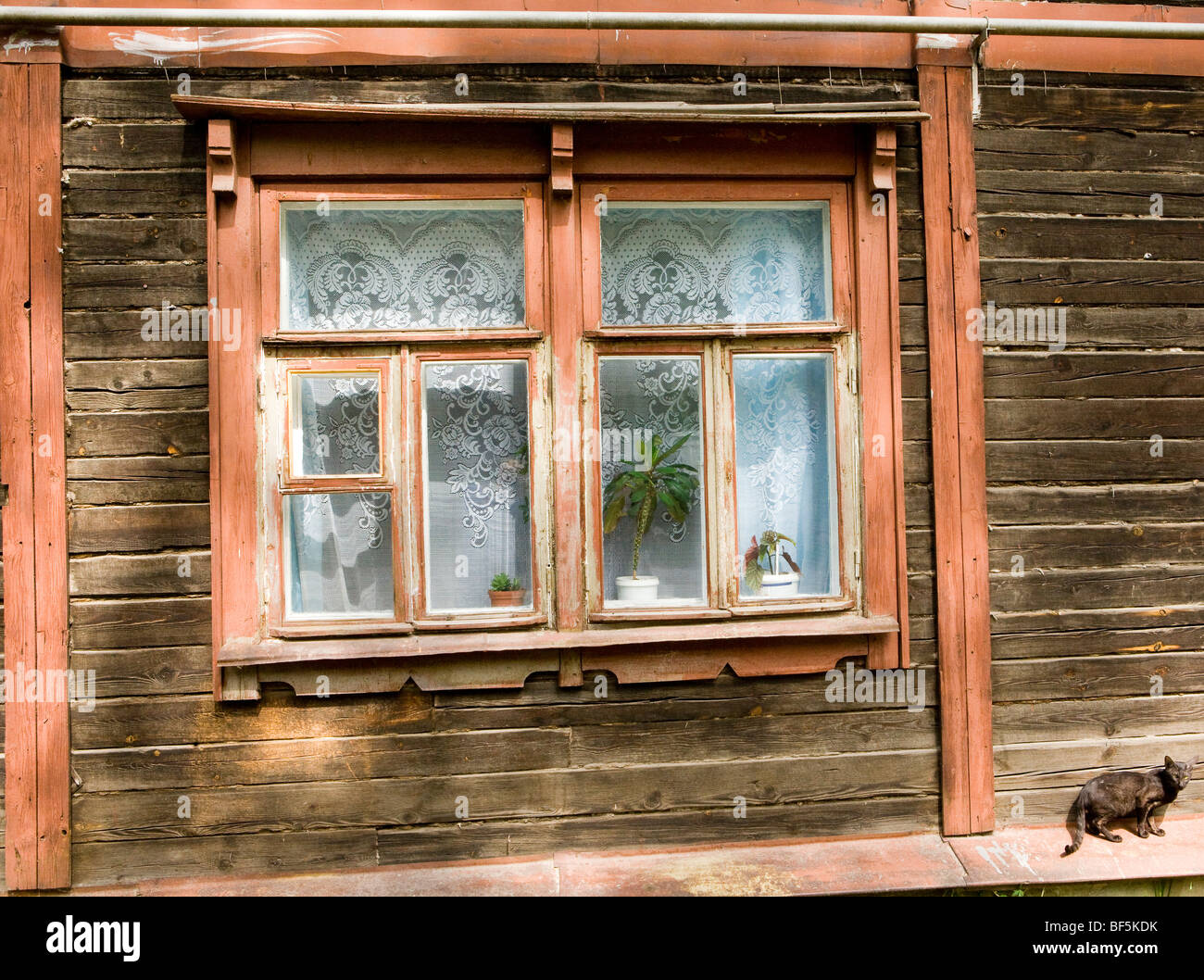 Har qanday did uchun onlayn porno videolar Butalar ichida tomosha qilish video