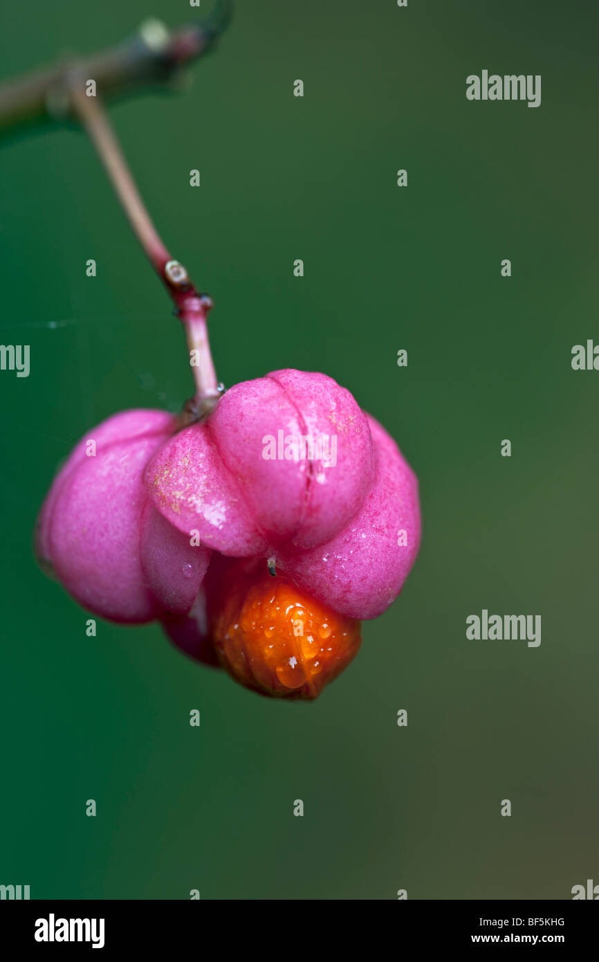 Euonymus hamiltonius subsp. sieboldianus - seedpod and seed Stock Photo