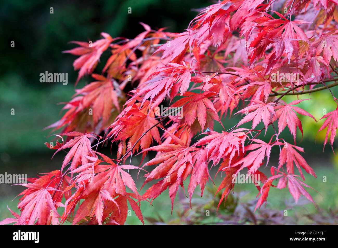 Acer palmatum 'Mon Papa' - autumn foliage Stock Photo - Alamy