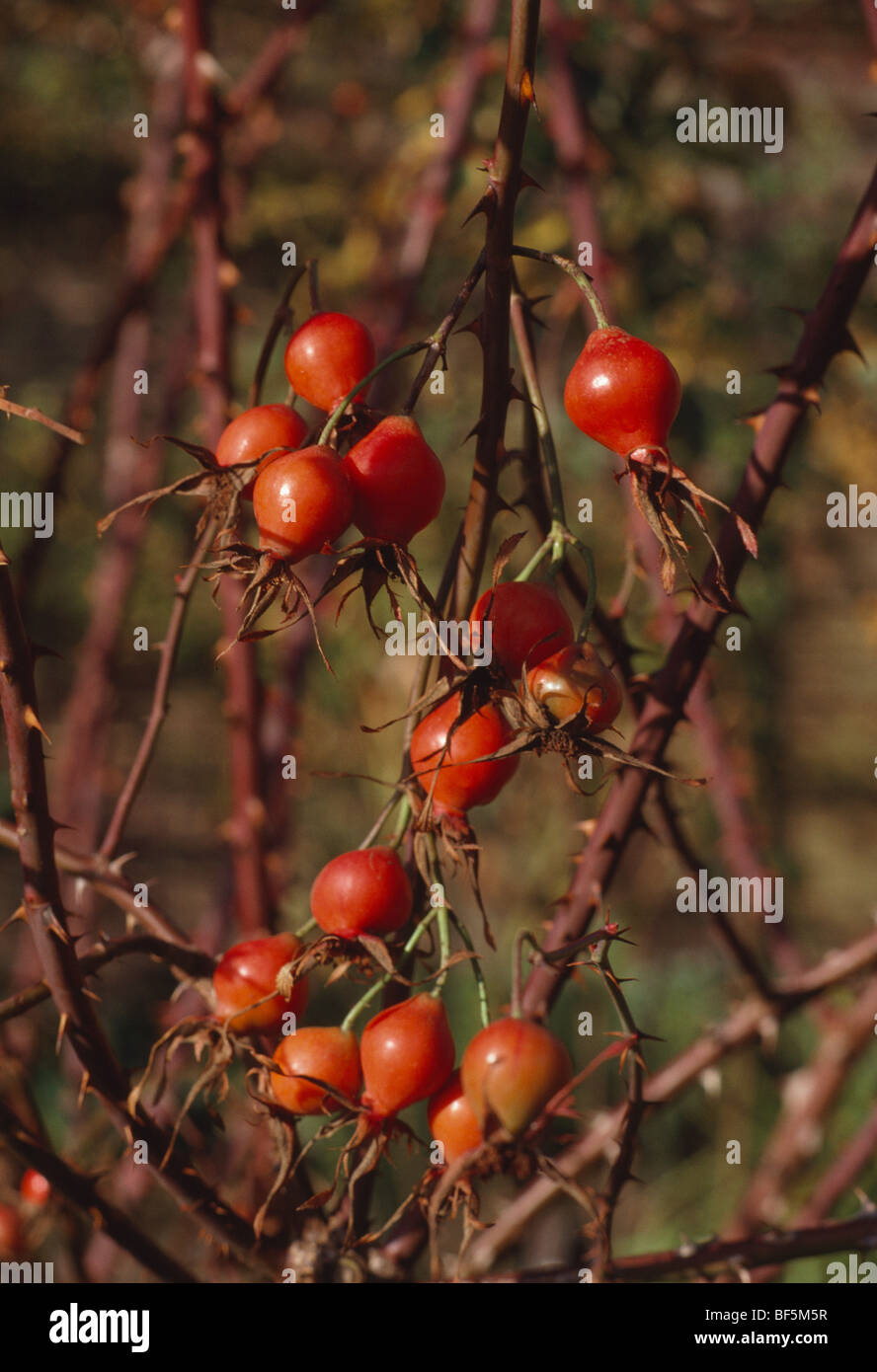Rose hip plants hi-res stock photography and images - Alamy