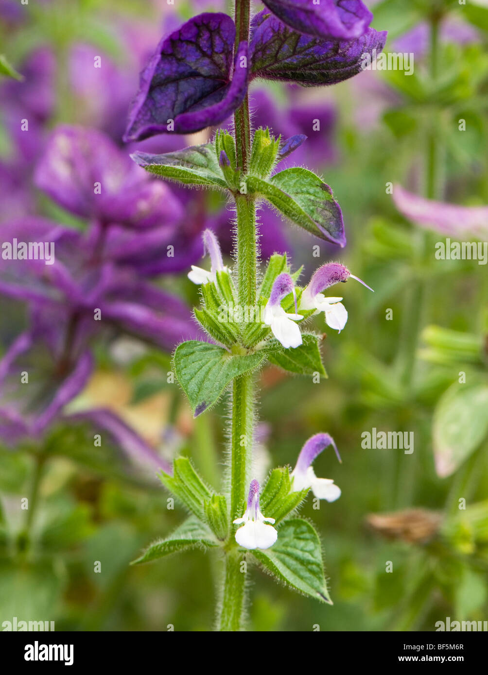 Salvia horminum Oxford Blue in Autumn Stock Photo